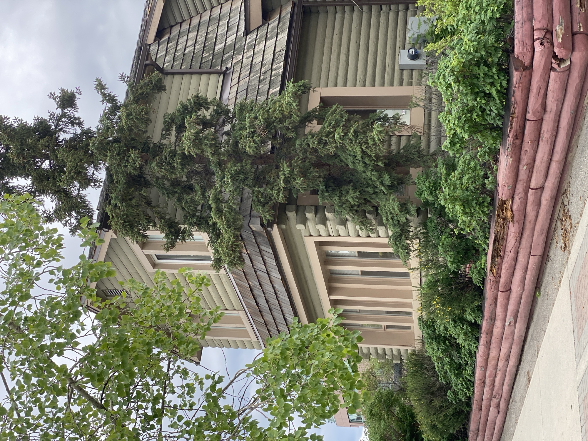 The image shows the exterior of a two-story building with green log siding and a dark wood shingled roof. The building has several windows with tan trim. In the foreground, there is a sidewalk and a low retaining wall made of stacked, reddish-brown logs. Behind the wall, there are lush green bushes and trees. A large evergreen tree is growing directly in front of the building, obscuring a portion of the wall and windows. In the background, a modern building with lighter colored siding and balconies is visible. The sky is overcast. This scene is located in Whitehorse, Canada.