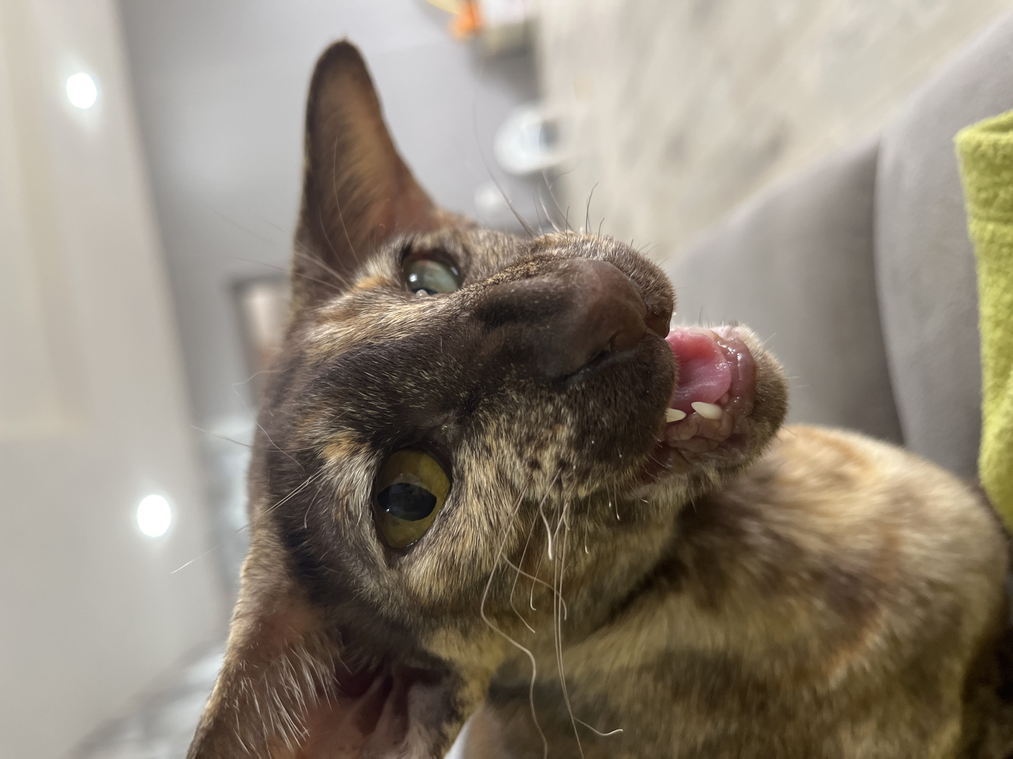 This is a close-up, head-and-shoulders shot of a brown and tan tabby cat with large ears and wide-open mouth displaying sharp white teeth and a pink tongue. The cat's eyes are open, with the left eye appearing green and the right eye partially obscured. The cat is facing to the right of the frame, and its fur is detailed with stripes and mottling. The background is blurred and appears to be an indoor setting with a grey wall and light-colored flooring. There are two bright ceiling lights visible in the upper portion of the image. The cat is positioned on a grey surface, possibly a sofa, with a sliver of a bright green object, likely fabric, visible in the lower foreground. There is no identifiable location in the city of Chaikovsky, Russia, or any people present in the image.