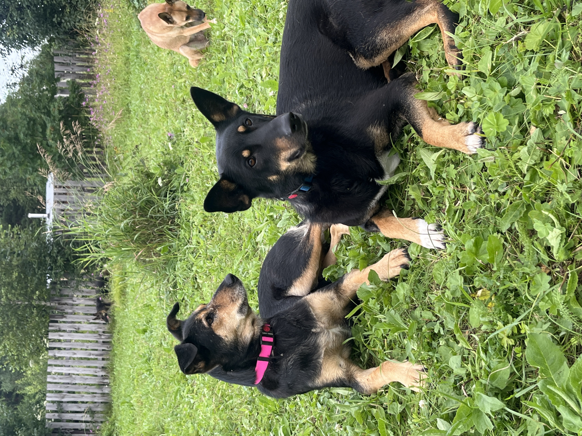 In Nizhny Tagil, Russia, two dogs are lying on a grassy lawn. The dog on the left is black and tan with a pink collar. The dog on the right is black with tan markings and a blue and red collar. In the background, a tan dog sits in the grass, and further back, a dark-colored dog stands near a wooden fence. The environment is a rural or suburban area with lush green grass, scattered wildflowers, and trees in the distance.