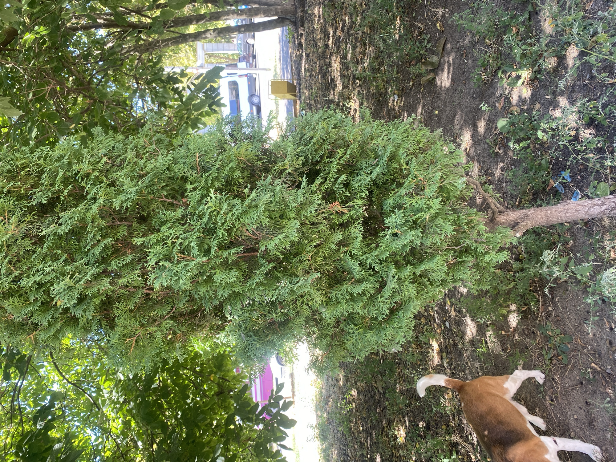 In Chornomorsk, Ukraine, a dog with brown and white markings, facing left, stands near the base of a green coniferous tree. The tree has a rough brown trunk and dense foliage. Beyond the tree, a paved area is visible, with a white van and a dark sedan parked. A yellow trash receptacle is situated on the paved area. Trees with green leaves are present in the background, and sunlight filters through the branches, casting shadows on the ground. The ground is covered with dirt and scattered vegetation.