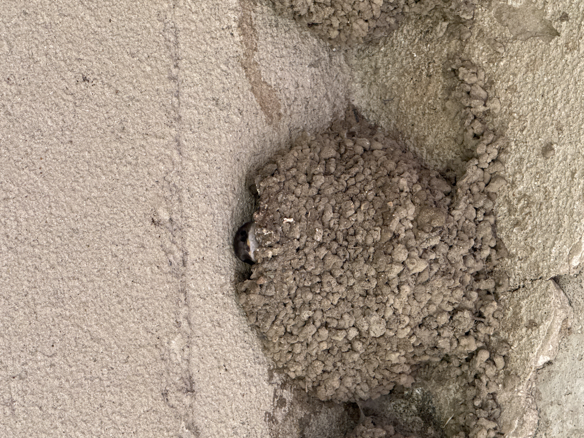 An extremely close-up, high-angle shot shows a mud nest built by a bird on a concrete structure. The nest is a roughly spherical agglomeration of mud pellets, adhered to the underside of a concrete overhang. A small bird, primarily visible by its head, is peering out from an opening in the nest. The bird has dark plumage on its head with a white bib. The concrete surfaces are rough and textured, with visible aggregate. The lighting suggests an outdoor environment, possibly a building facade or bridge. The image is devoid of any context that would place it in Tandzia, Georgia, or any specific city.