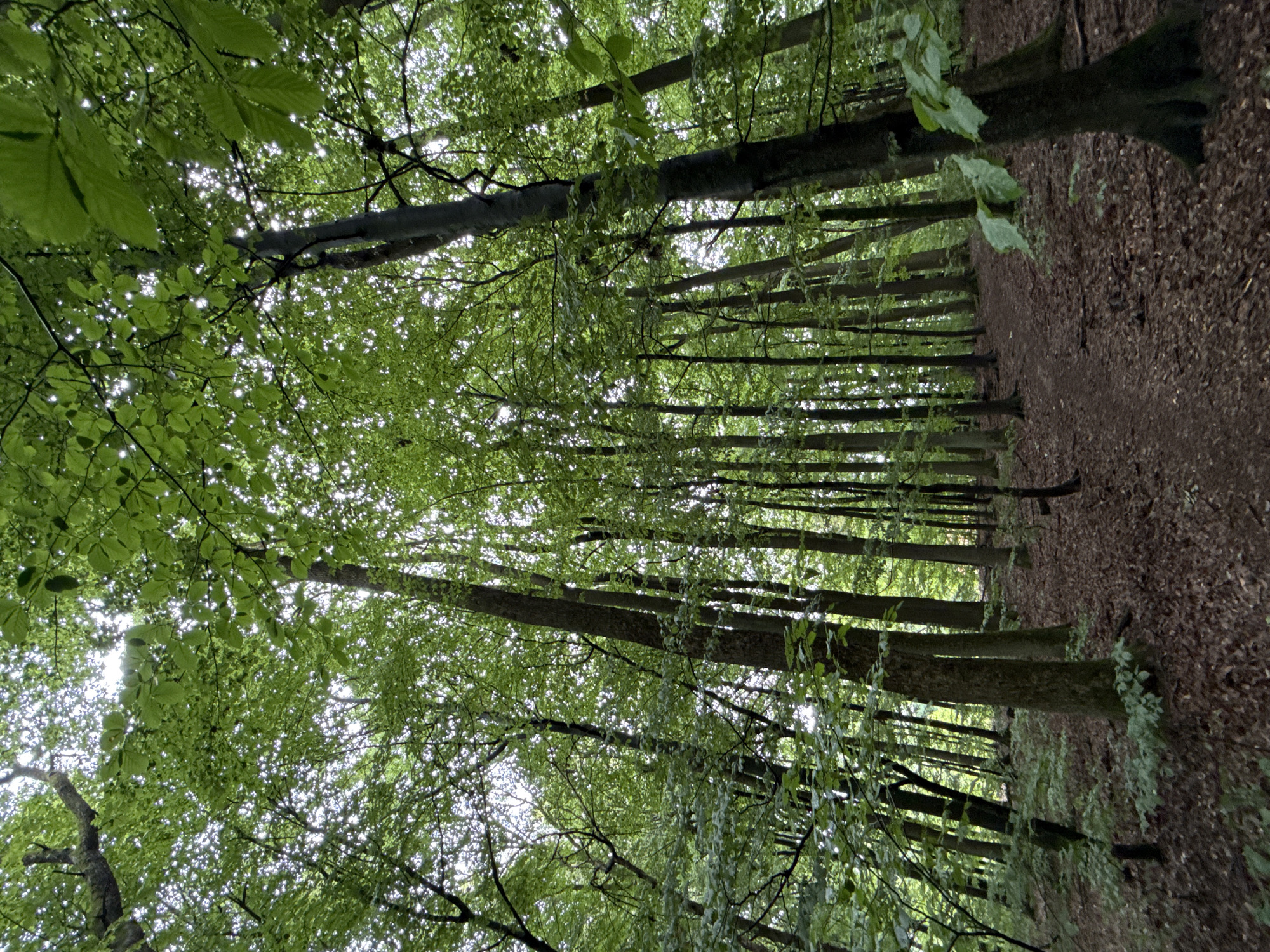 The image depicts a dense forest with tall trees and a dirt path winding through it. The canopy is thick with green leaves, allowing only dappled sunlight to filter through. The ground is covered in fallen leaves and some undergrowth. The perspective is looking upwards towards the canopy, emphasizing the height of the trees. There are no people or animals visible in the scene. This forest is located in the town of Bad Sachsa, Germany, a spa town known for its natural beauty and surrounding forests.