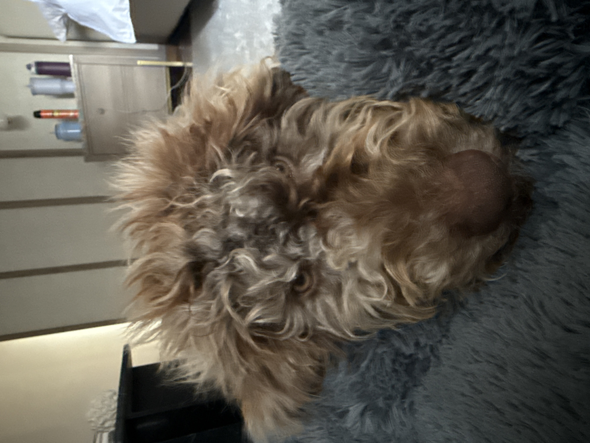A light brown, curly-haired dog is lying on a gray shag rug. The dog's head is positioned towards the upper right of the frame. In the background, on the left, are light-colored, vertical panels and a small cabinet with items on top. The environment is indoors, presumably a bedroom or living area. The city of San Bernardino Tlaxcalancingo, Mexico, cannot be confirmed as the location.