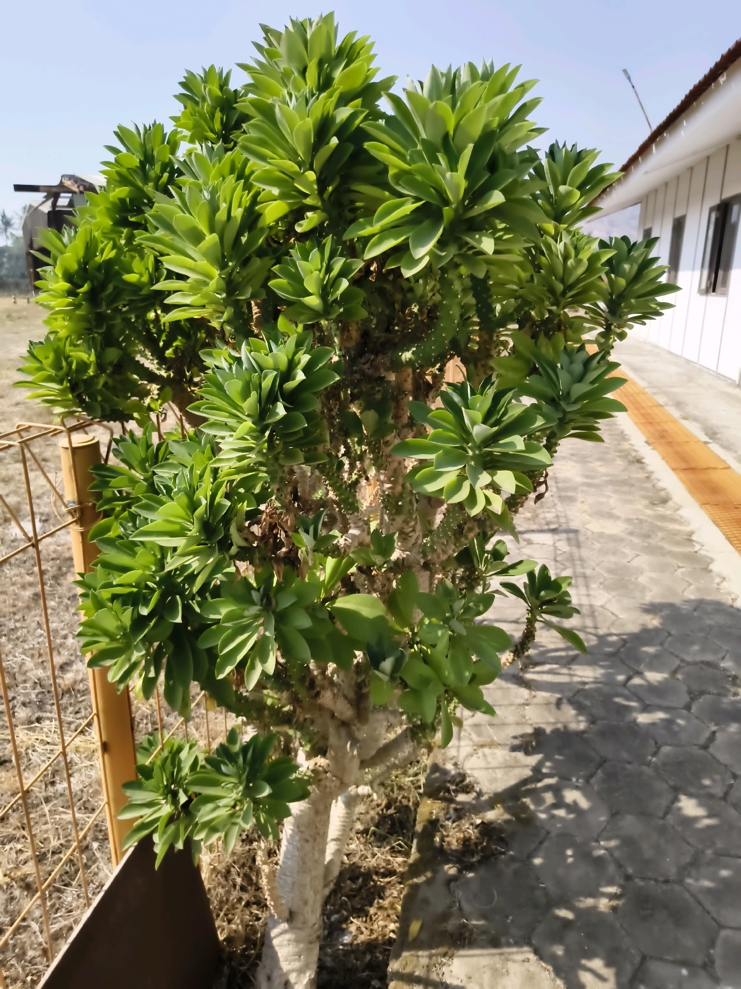 In the city of Salira, Indonesia, a large succulent plant with thick, pale branches and vibrant green, layered leaves stands prominently in the foreground. The plant is situated outdoors, casting a dappled shadow on a paved walkway made of hexagonal concrete tiles. To the left of the plant, a rusty metal fence surrounds an area with dry, sparse vegetation and a portion of a brown wooden board. In the background, a white building with a red-tiled roof and dark-trimmed windows runs along the right side of the frame. A portion of a white pole extends from the building's roof. The sky above is a clear, light blue, suggesting a sunny day.