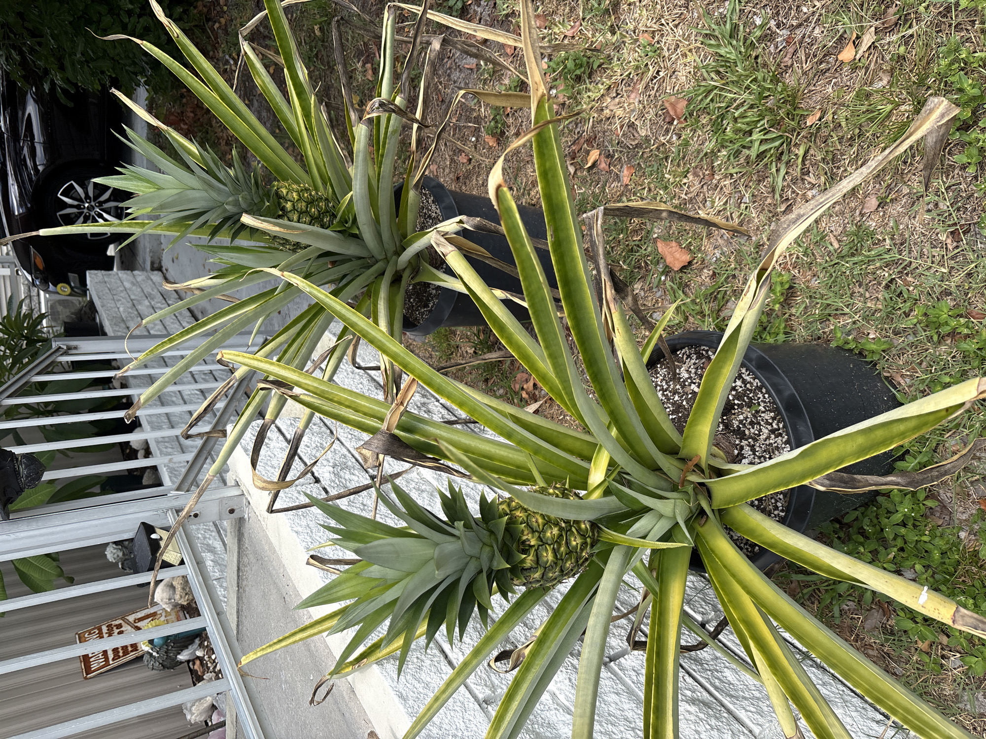 Two potted pineapple plants are shown from a top-down perspective, oriented vertically with the plants' bases towards the bottom of the frame. The plants have long, spiky green leaves with some browning and wilting at the tips, indicating they may not be in optimal condition. One plant is closer to the camera and displays a small, green pineapple developing at its center. The other plant, further away, also appears to have a developing pineapple, though it is less visible. Both plants are in large black plastic pots filled with dark soil and small white pebbles.
The scene appears to be outdoors in a yard or garden area. The ground surrounding the pots is covered with dry grass, brown leaves, and some patches of green weeds. In the background, a portion of a black car is visible on the left, with a tire and part of the bodywork showing. To the left of the plants, a white, corrugated metal structure, possibly a railing or wall, is present, with some decorative items on it, including what appears to be a small solar light and a weathered metal sign with text that is partially obscured and difficult to read.
The lighting suggests it is daytime, with shadows indicating the sun is casting light from an angle. There are no people visible in the image. The overall impression is of an outdoor residential setting where someone is attempting to grow pineapples.