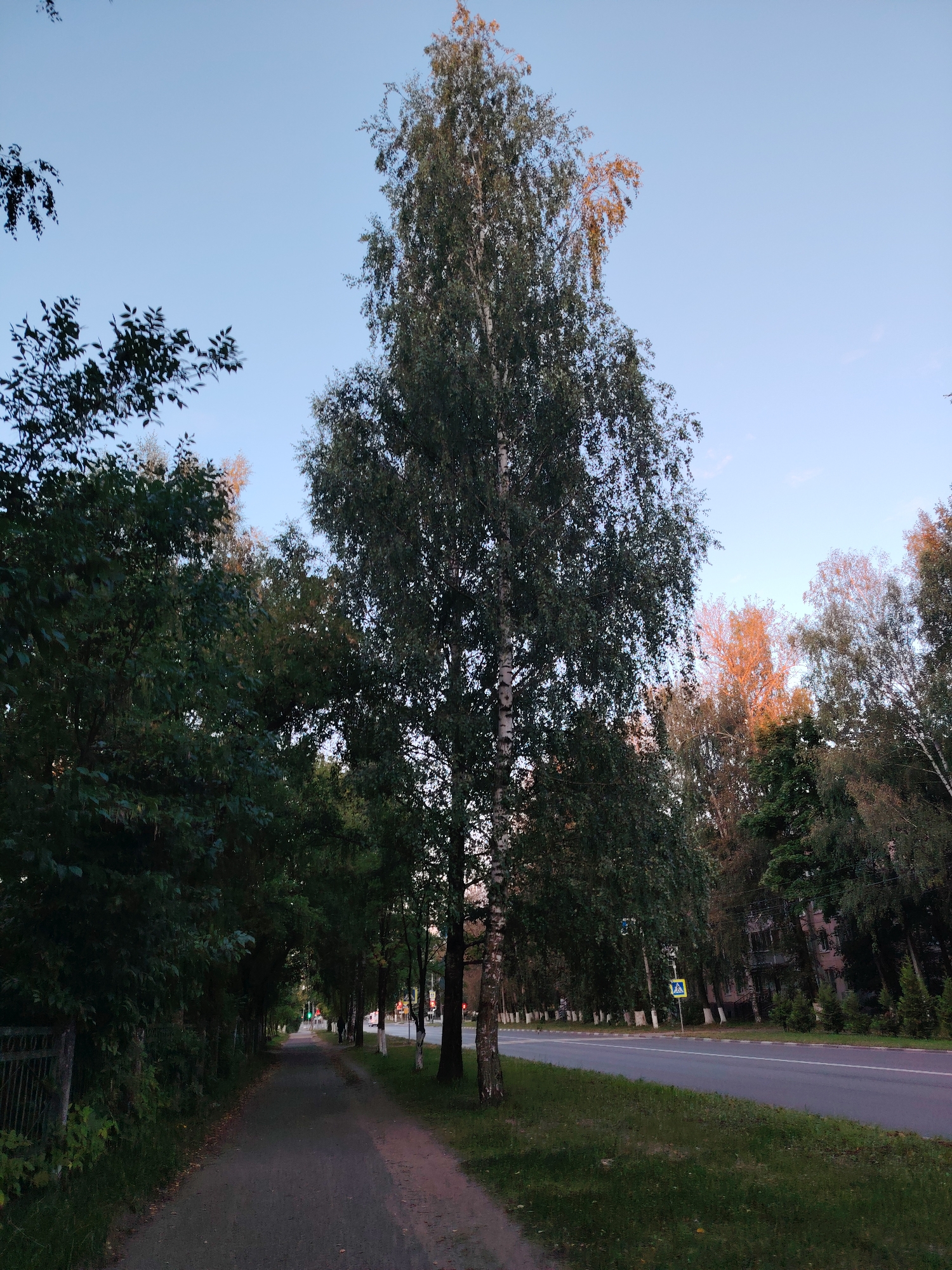 The image depicts a tree-lined sidewalk adjacent to a road in the city of Konakovo, Russia. A tall birch tree stands prominently in the foreground. The sky is a pale blue, suggesting either early morning or late evening. On the left side of the sidewalk, there are dense trees and a metal fence. The road on the right is paved and appears to be a two-lane street with grass verges. Several other trees line the opposite side of the road, with some buildings visible in the background. Traffic lights are present in the distance, and a pedestrian crossing sign is visible near the roadside. No people are clearly visible in the image. The overall impression is a quiet, possibly suburban, street scene.