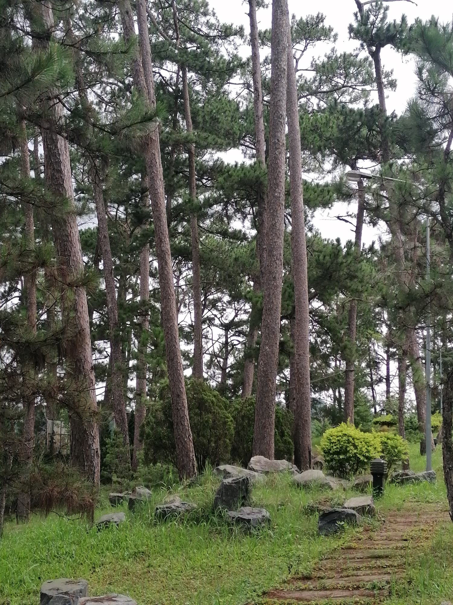 The image depicts a wooded area with tall pine trees and lush green grass. The ground is covered with rocks of various sizes and a stone pathway, suggesting a park or garden setting. In the background, there are dense clusters of pine trees, some bushes, and a lamppost. The lighting is overcast, indicating a cloudy day. The scene is quiet and tranquil, with no people or animals visible. This scene is characteristic of the pine-forested areas found in Da Lat, Vietnam, a city known for its cool climate and evergreen landscapes.