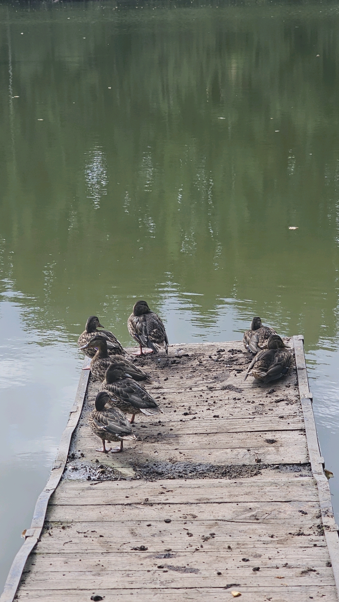 A flock of seven ducks are resting on a weathered wooden pier that extends into a body of calm, green water, likely a pond or lake. The ducks are primarily brown and black, with some displaying iridescent green on their heads. They are positioned in various states of repose, some standing and alert, others huddled together. The pier is slightly damp and shows signs of age, with visible grain and occasional debris. The water reflects the muted green and brown hues of the surrounding foliage, creating a serene and natural atmosphere. There are no people or man-made structures visible besides the pier. The scene suggests a peaceful moment in a natural setting, possibly within a park or a rural area such as Шишкино (Домодедово), Russia, given the context provided.