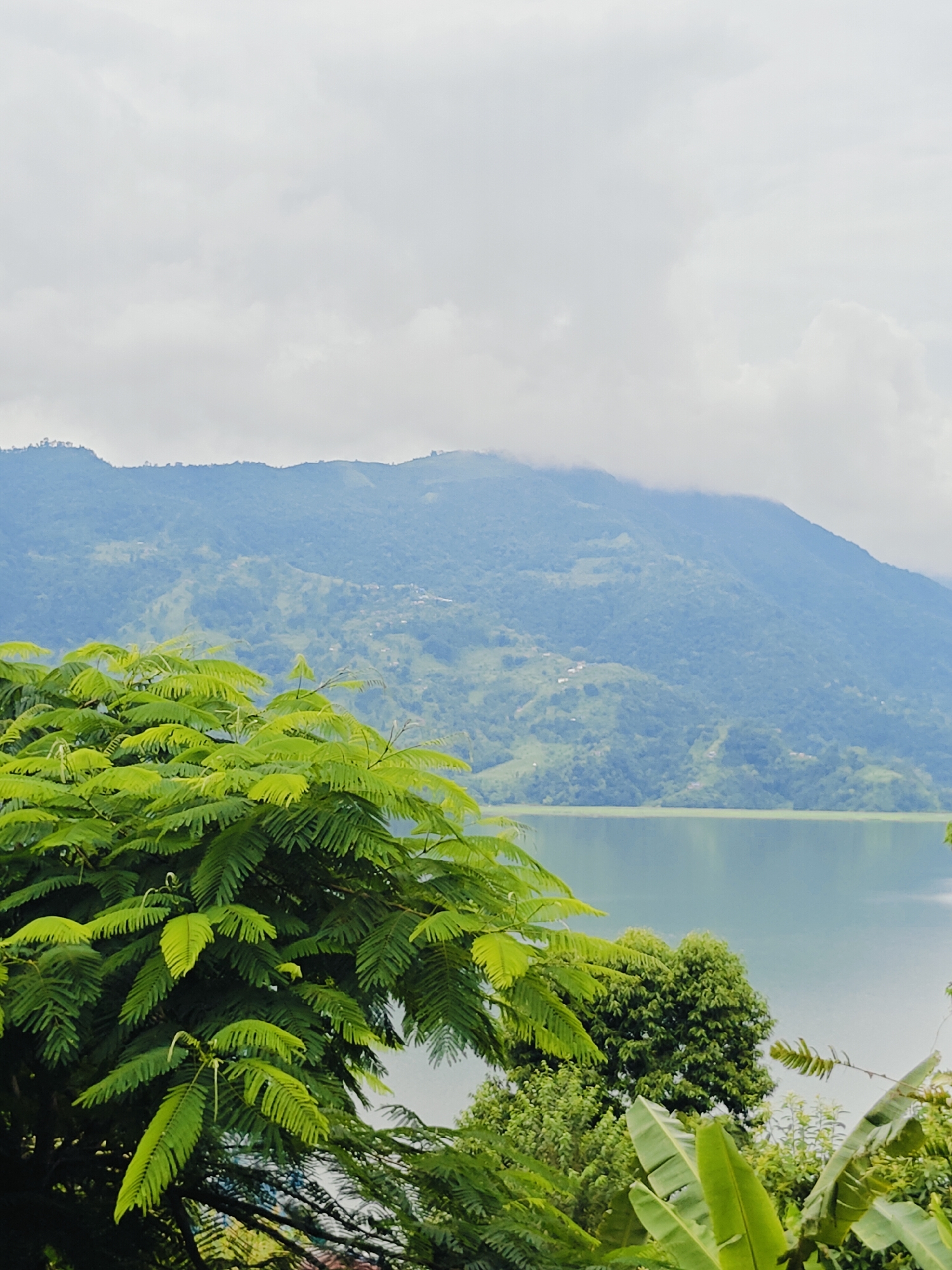 The image depicts a serene natural landscape, likely in Pokhara, Nepal, characterized by lush greenery and a tranquil body of water. In the foreground, vibrant green foliage, including large, feathery leaves of a tree and broad banana leaves, dominates the lower portion of the frame. This dense vegetation creates a sense of depth and frames the scene.
Beyond the foliage, a calm, glassy lake stretches out, reflecting the overcast sky. The water appears still and reflects muted colors from the surrounding environment. In the background, a range of verdant mountains rises, their slopes covered in dense vegetation and dotted with scattered small white structures, possibly houses or farmsteads. The mountains are shrouded in a light mist or clouds, adding to the ethereal atmosphere of the scene. The sky is a soft, hazy gray, indicating an overcast day, which lends a gentle, diffused light to the entire vista. There are no people or animals visible in the image, emphasizing the peaceful and natural state of the environment. The overall impression is one of natural beauty and tranquility.