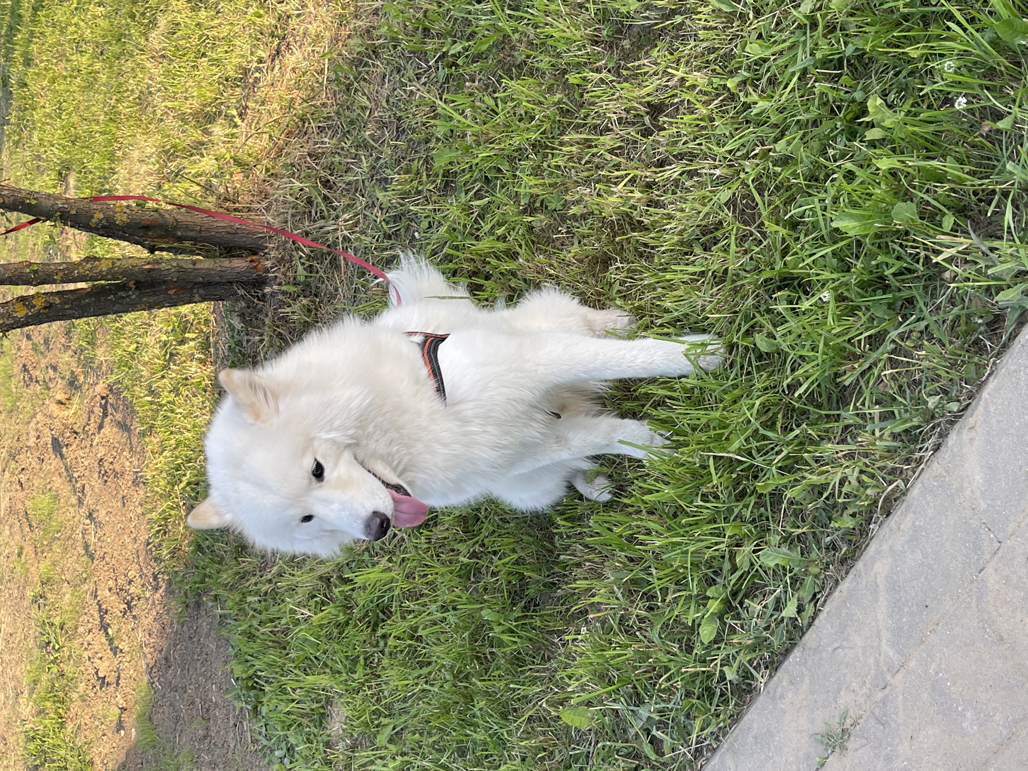 A white Samoyed dog with a black and orange harness is seated on green grass, partially shaded, in a park-like environment in Moscow, Russia. Its red leash extends towards a small, multi-trunked tree situated behind it. The dog's mouth is slightly open with its pink tongue visible, and its gaze is directed towards the lower left of the frame. The ground consists primarily of green grass interspersed with weeds and some patches of exposed soil. A concrete curb runs along the bottom left edge, separating the grass from an unseen paved area. Sunlight illuminates the scene from the right, creating warm tones and visible shadows on the ground. No people are visible in the image.