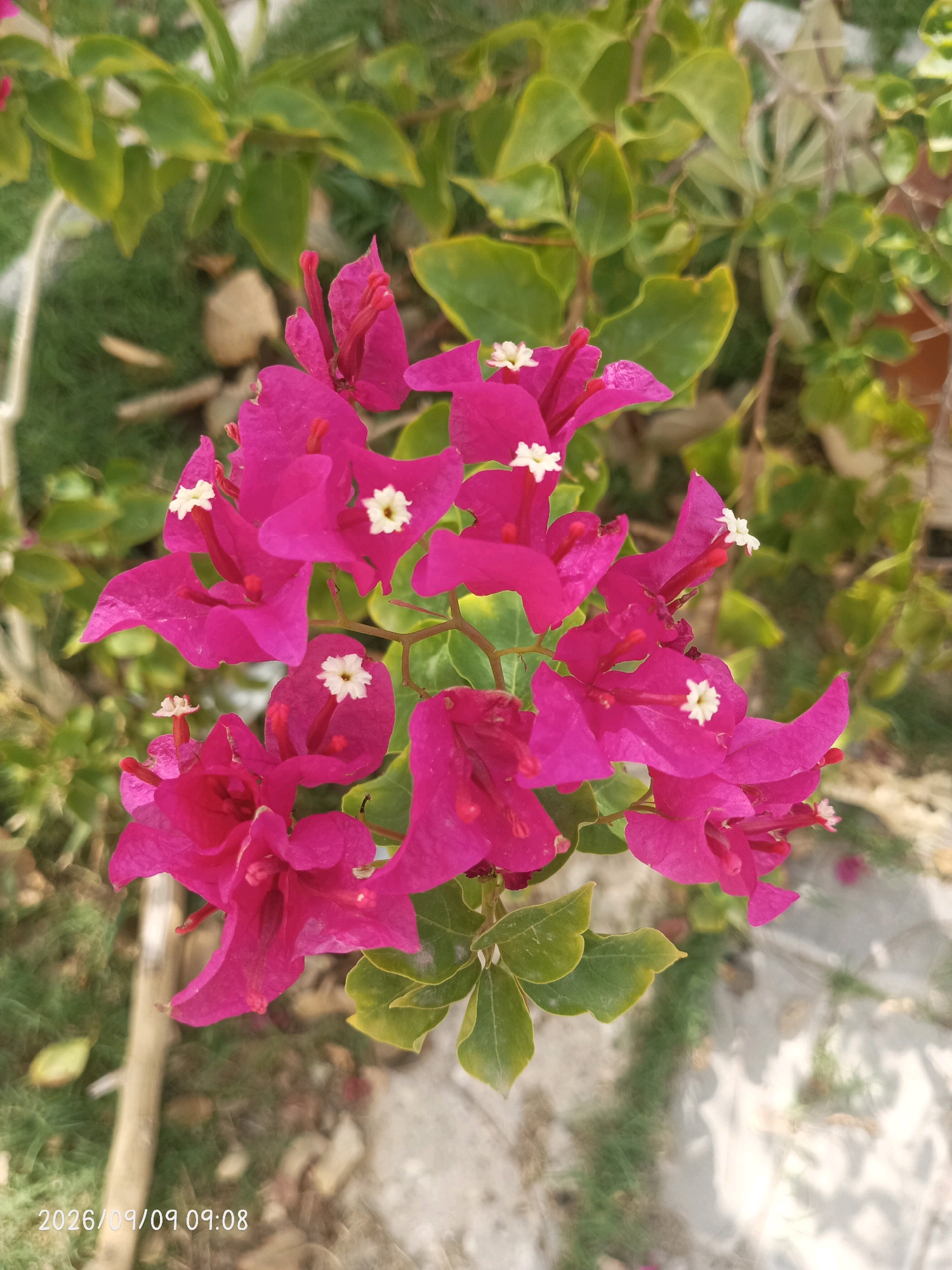A close-up, top-down shot captures a cluster of vibrant magenta bougainvillea flowers in bloom. The flowers feature delicate white centers with visible stamens. The foliage surrounding the flowers is a mix of green leaves, some with yellowing edges, and a blurry background of grass and what appears to be a sandy or gravel path. A thin, light-colored wooden stick runs vertically through the lower left portion of the image. The timestamp "2026/09/09 09:08" is visible in the bottom left corner of the frame. The setting is outdoors, suggesting a garden or natural environment. There are no people or animals visible in the image. The lighting suggests it is daytime. The context provided places this scene in Al Rayyan, Qatar.
