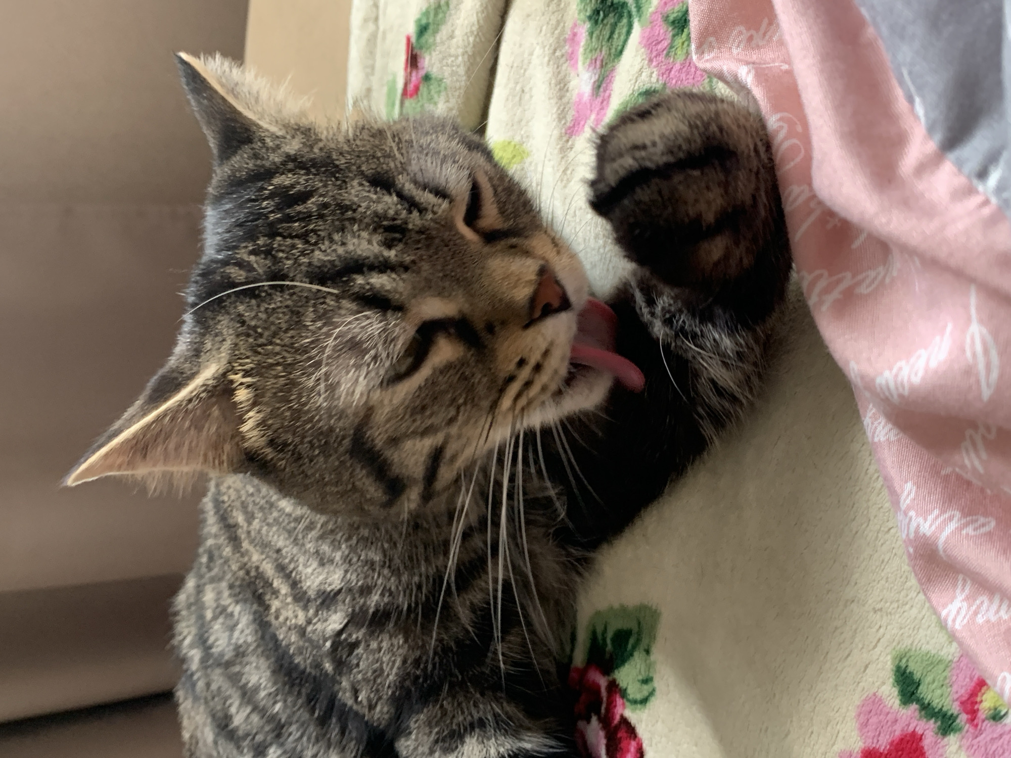 An adult tabby cat is captured in a close-up shot, grooming its paw with its tongue. The cat is lying down on a soft, patterned blanket featuring floral designs. The blanket is predominantly cream-colored with pink and red flowers and green leaves. In the foreground, a pink fabric with white lettering is visible. The cat's eyes are closed, and its body is mostly obscured by the angle of the shot. The background consists of a brown, out-of-focus curtain. The image's lighting suggests an indoor setting, possibly a home. No specific urban or geographical indicators are present in the image.