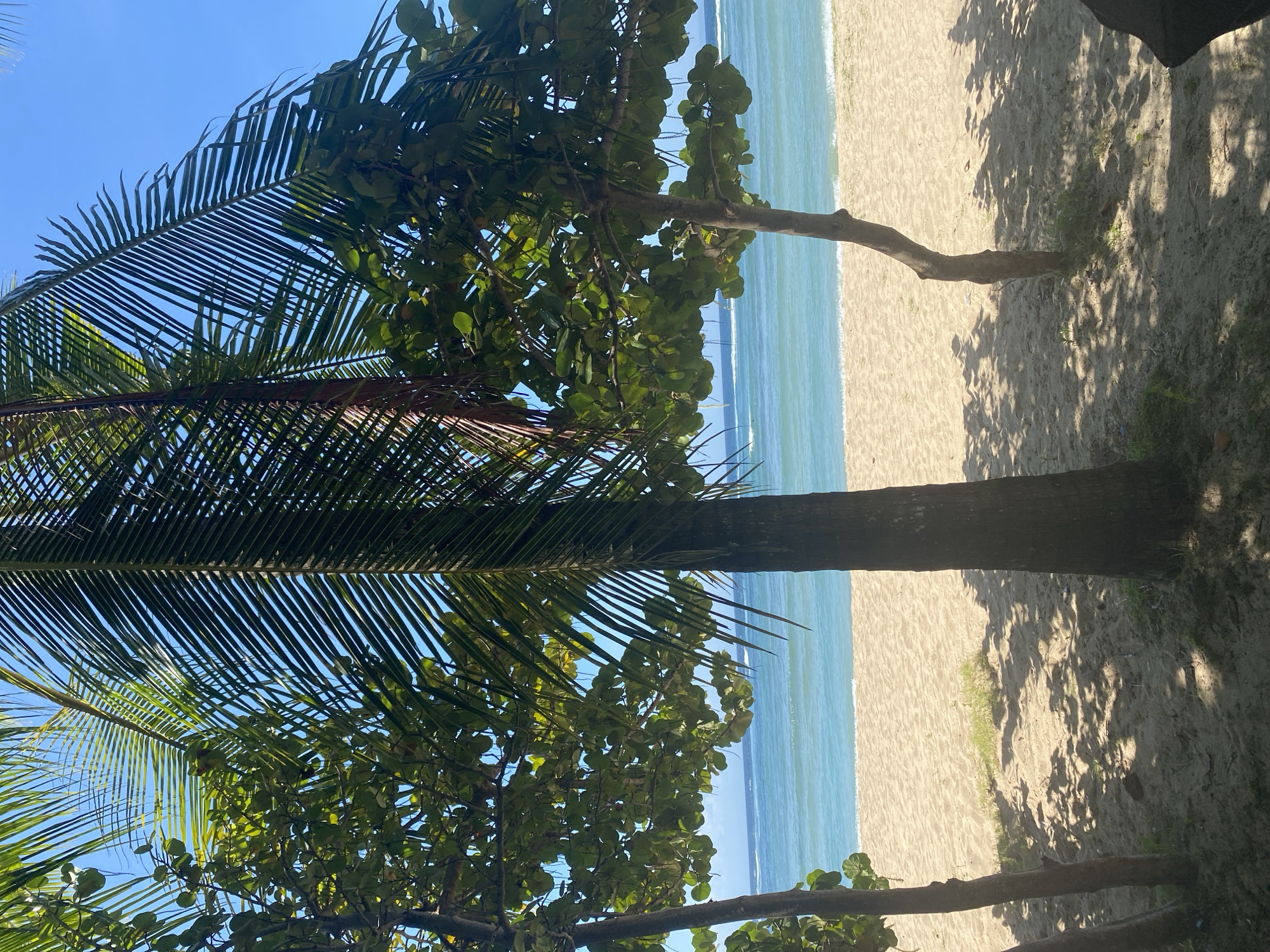 The image depicts a beach scene in Kuta Selatan, Indonesia. The composition is framed by lush tropical foliage in the foreground, including palm trees with distinctive fronds and trees with rounded leaves. The trees cast shadows on the sandy beach. In the middle ground, the blue ocean stretches horizontally across the frame, meeting the shoreline. The sky is clear and bright blue, contrasting with the greenery. The overall scene suggests a tranquil tropical setting. There are no people visible in the image.