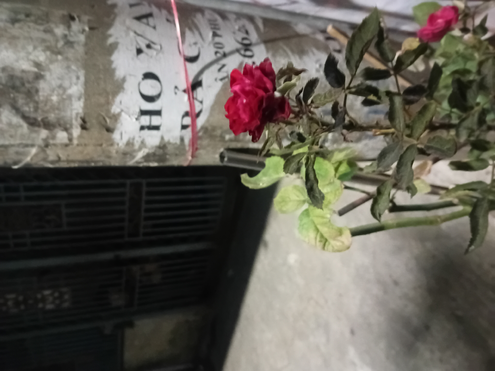 The media file displays a close-up, rotated view of a red rose on a plant. The rose is in focus, with its petals vibrantly colored and slightly unfurling. The plant has several green leaves, some of which appear slightly wilted or discolored, suggesting either age or stress. The background is blurred, but appears to be a textured, gray surface, possibly a wall or pavement. To the left of the rose, a dark, rectangular object with a slatted pattern is visible, which could be a grate or ventilation cover.
Above the rose and plant, a portion of a surface covered in what appears to be peeling posters or newspapers is visible. There is some text on these posters, with some letters being discernable. One section clearly shows "HO YA" in large black letters. Another section has the numbers "20THU 662" and some other faint characters. A thin, red string or ribbon is also seen suspended vertically behind the rose.
The lighting suggests it could be dusk or an indoor setting with low light conditions. The overall impression is of a somewhat weathered urban scene, possibly a balcony or a neglected corner in Đà Nẵng, Vietnam, where nature, in the form of the rose, is attempting to thrive amidst decaying posters and utilitarian objects. There are no people visible, and the focus is entirely on the plant and its immediate surroundings.