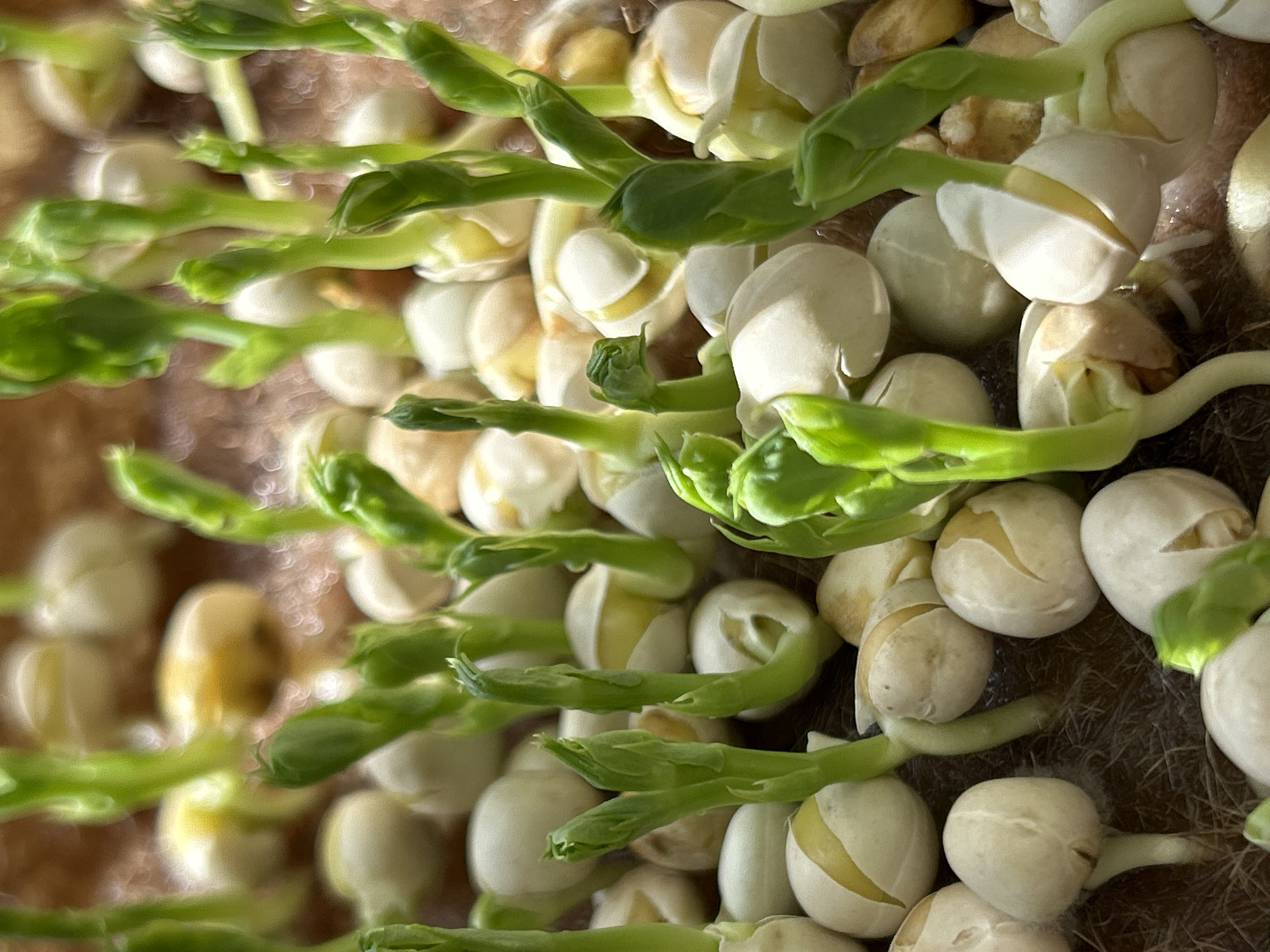 The image shows a close-up, overhead view of pea sprouts growing from seeds in a substrate. The sprouts are a vibrant green and are in various stages of development, with some just emerging from the seeds and others already several centimeters tall. The seeds themselves are off-white and round, with some showing cracks where the sprouts have emerged. The substrate appears to be a dark brown, fibrous material, likely some form of natural fiber or soil. The lighting is bright, creating highlights on the sprouts and seeds. There are no people or any identifiable urban or natural landmarks visible, and therefore no information about the location in Zelenograd, Russia can be inferred from the image. The scene is solely focused on the biological process of germination.