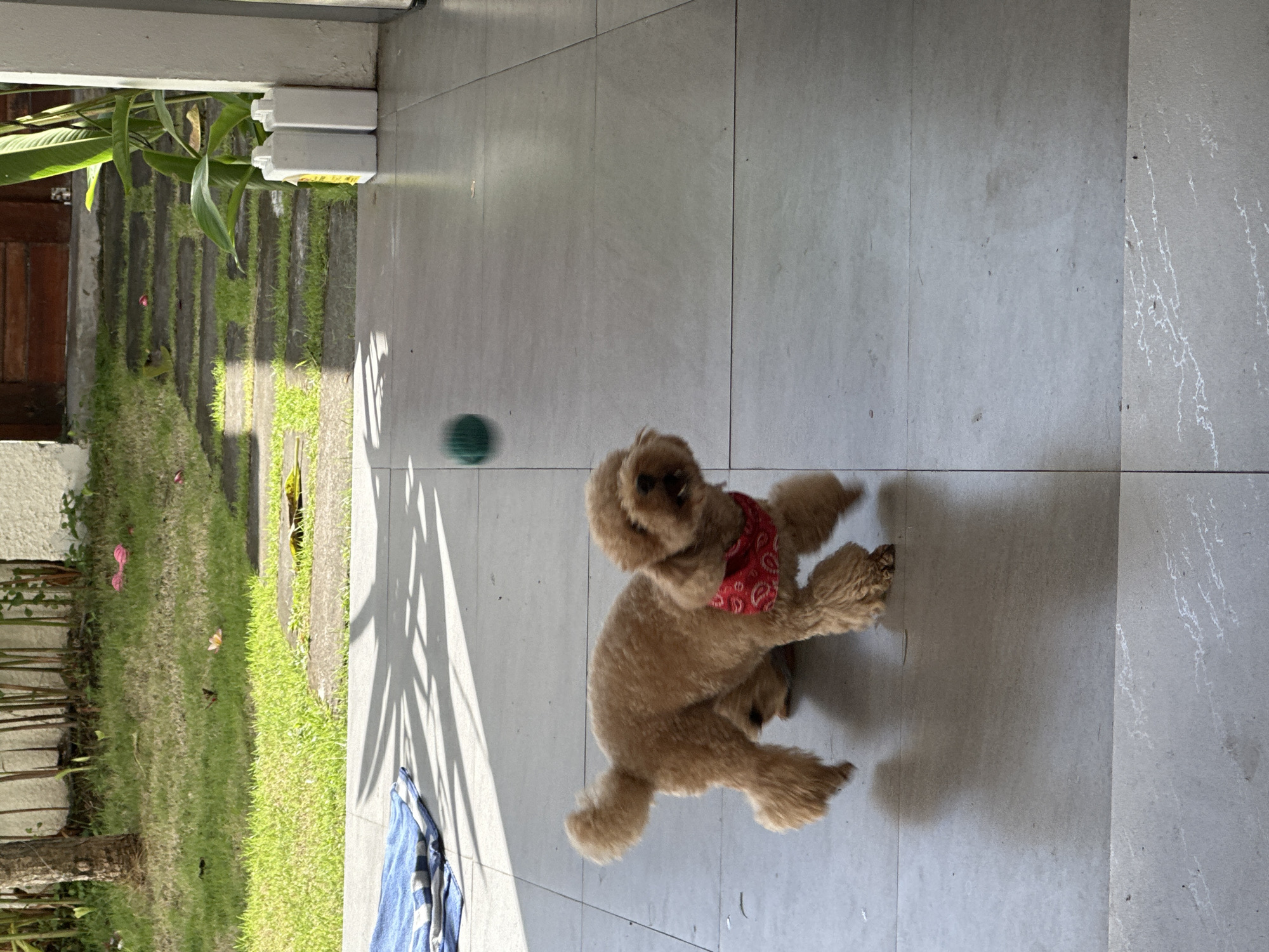 The image shows a tan poodle wearing a red bandana, mid-leap, facing the camera, on a grey tile patio. A green ball is visible in the air to the left of the dog. To the left of the patio is a lawn and some plants. A blue striped towel is on the ground in the lower left corner. The location is North Kuta, Indonesia.