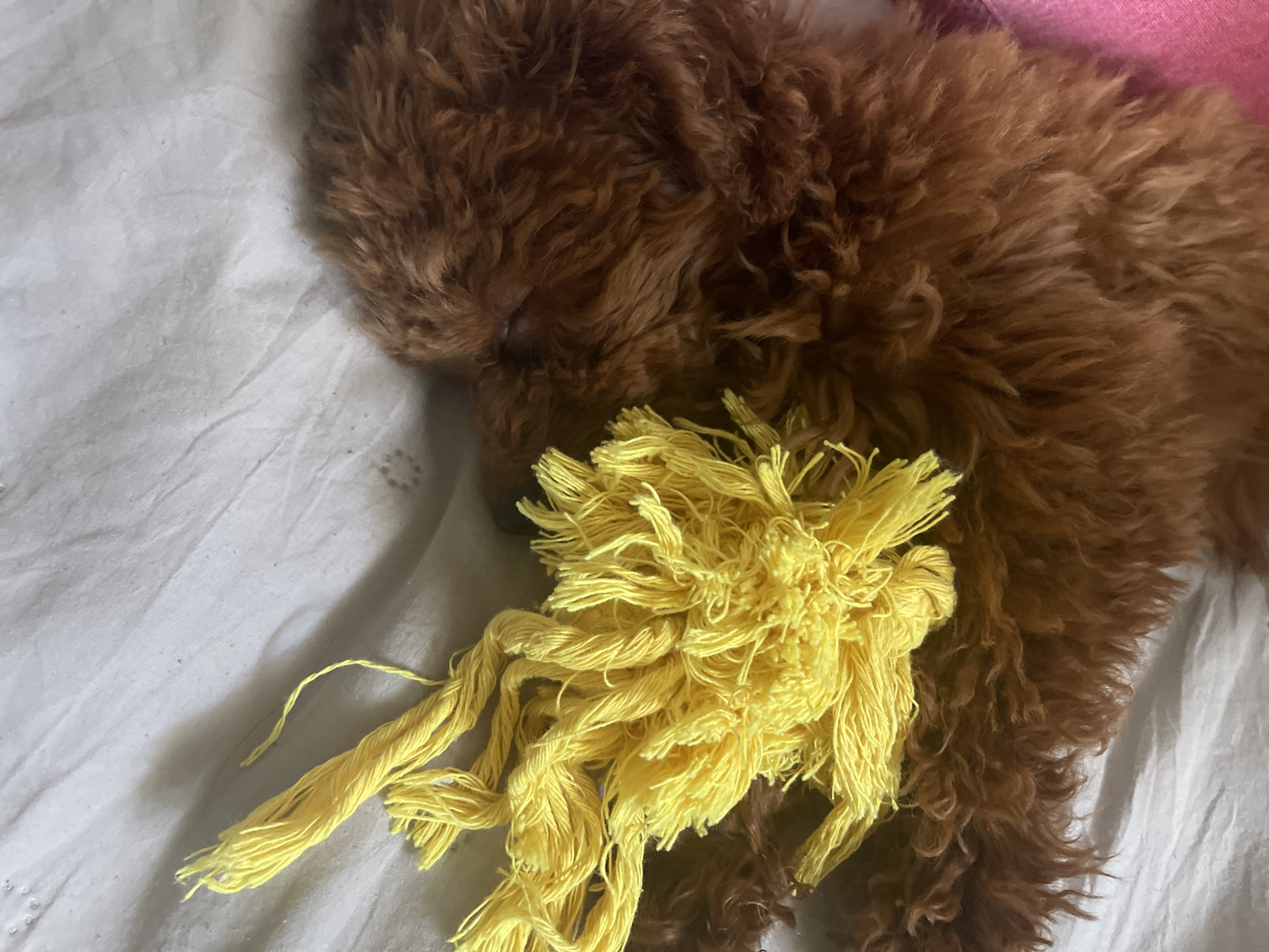 The image displays a small, reddish-brown, curly-haired dog, resembling a poodle or doodle puppy, sleeping soundly on a white, wrinkled sheet or blanket. The dog's head is gently resting on the white fabric, partially obscured by its fur. Adjacent to the dog, towards the bottom and center, is a bright yellow, stringy toy that appears to be made of yarn or a similar textile, possibly a chew toy. The background is dominated by the white bedding, with a hint of a pink surface visible in the top right corner, possibly another blanket or cushion. The scene suggests an indoor setting, potentially a bed or resting area in Sofia, Bulgaria. The dog's posture indicates a state of peaceful slumber. There is no visible text in the image.