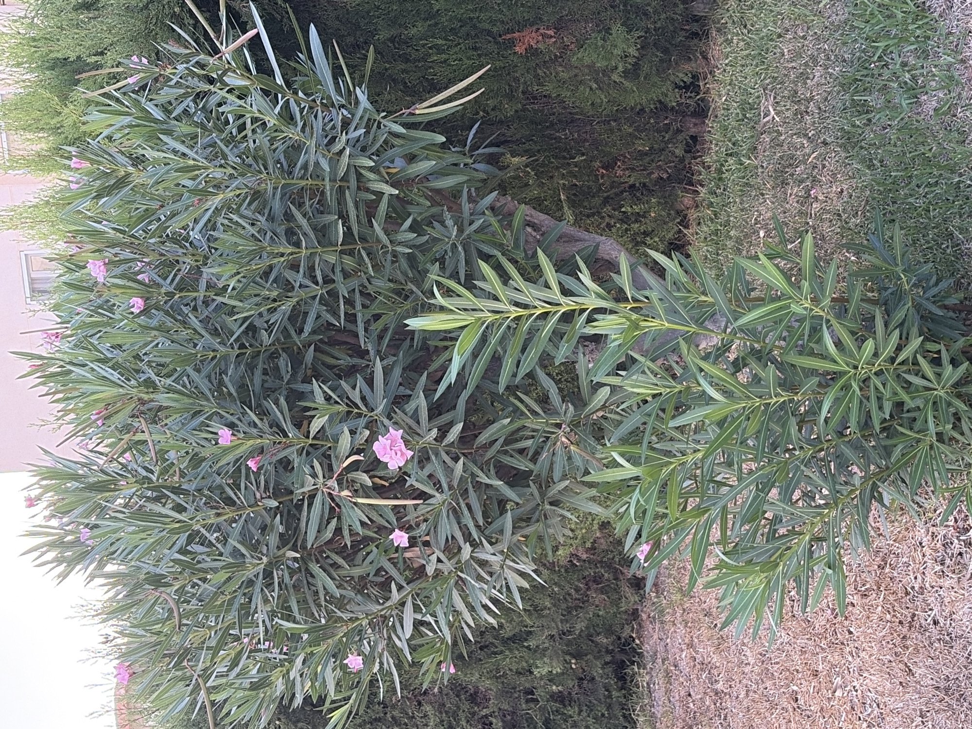 The image shows a close-up of a flowering oleander bush with pink blossoms and long, slender leaves. The bush is situated in a garden area with dry, light brown ground cover on the left and green grass on the right. In the background, there is a row of dark green coniferous trees, and behind them, a building with light-colored walls and windows is partially visible. The scene appears to be outdoors in a residential or public garden setting. The location is identified as Torrevieja, Spain. There are no people or animals visible in the image.