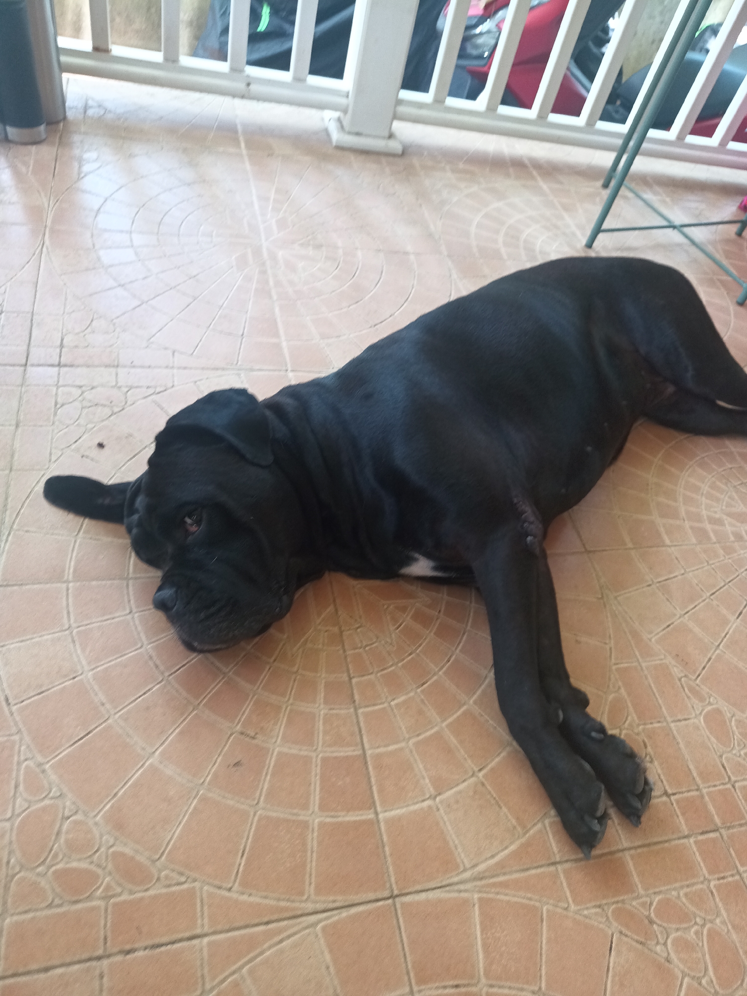 A black dog is lying on a tiled floor. The dog is mostly in the center of the image, its head towards the left and its body stretched out to the right. The floor is made of brown tiles with a pattern of concentric circles within squares. In the background, there is a white railing. Behind the railing, parts of a red and black vehicle can be seen. The scene appears to be a covered outdoor area, possibly a patio or porch. The location is Baan Chaloklum, Thailand.