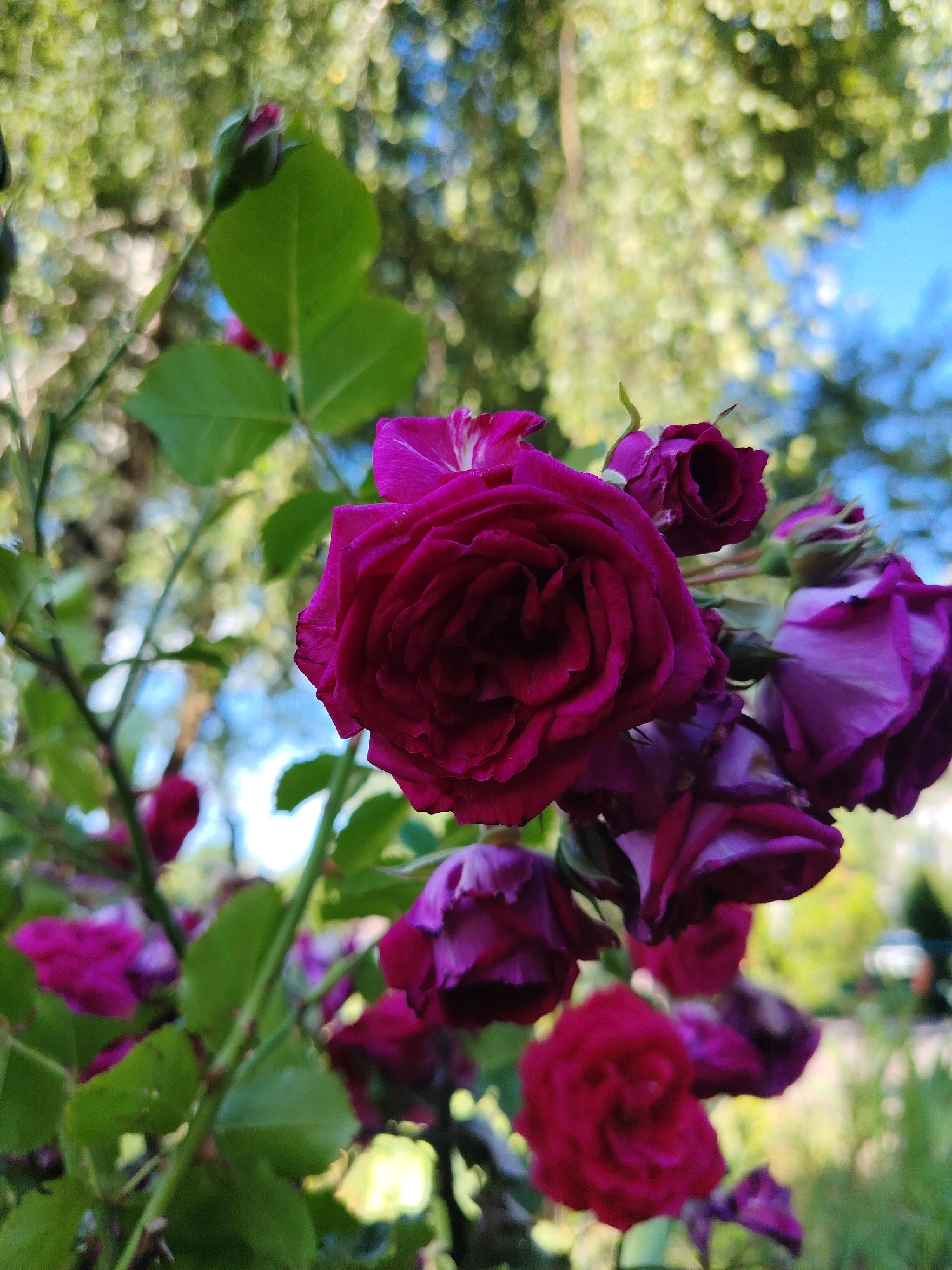 Memory