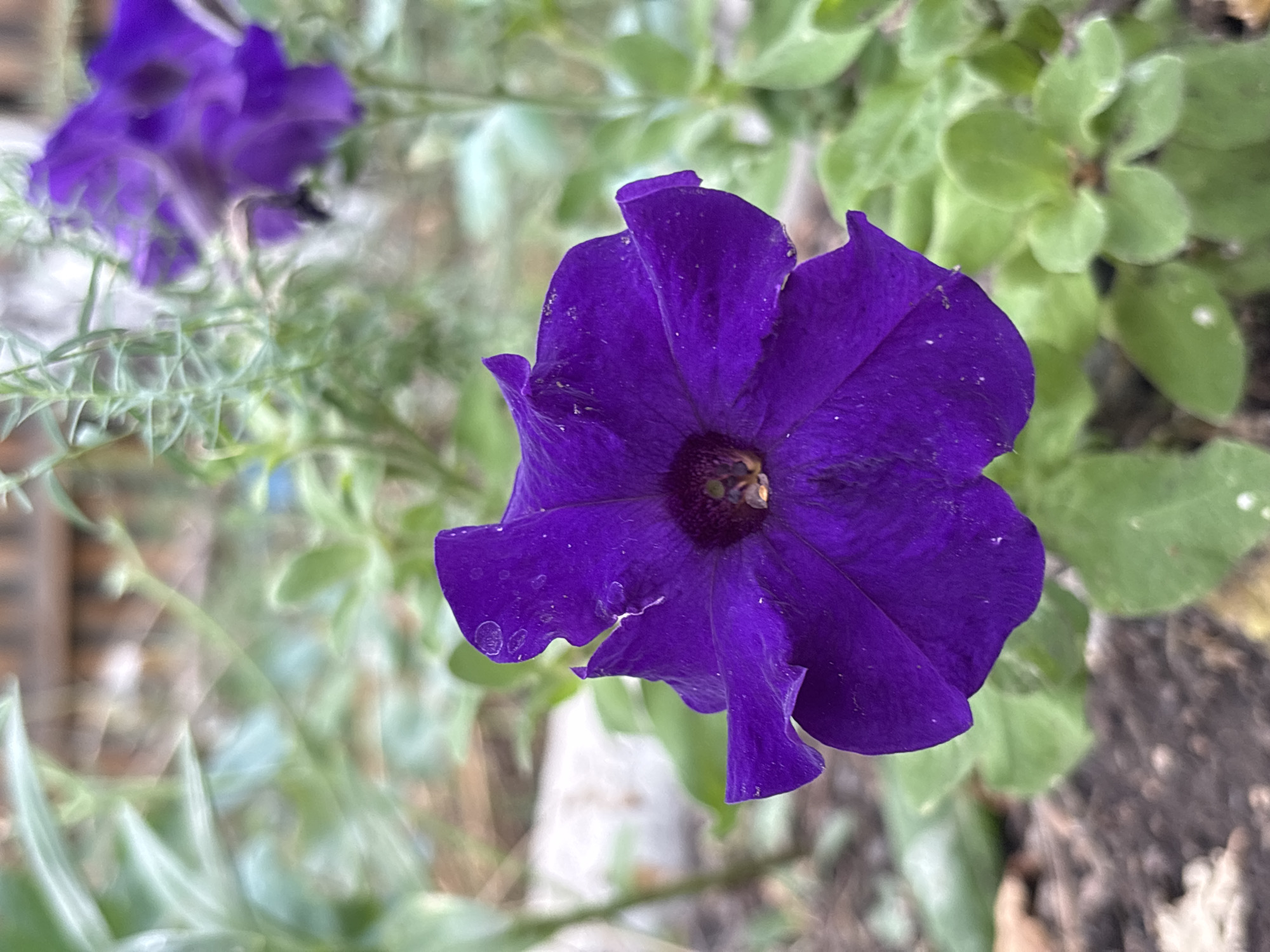 A close-up, shallow depth of field photograph showcases a vibrant purple petunia flower in full bloom. The flower's petals are a rich, deep violet, with a slightly ruffled edge and subtle textures visible on their surface, including a few tiny water droplets. The center of the flower is dark, with visible stamens. The petunia is positioned in the foreground, dominating the frame. Behind it, out of focus, are other green leaves and stems of surrounding plants. In the further background, a blurred wooden fence and a suggestion of dry ground and possibly some fallen leaves can be observed. The lighting is soft and natural, suggesting an outdoor setting, likely a garden or park. There is no discernible connection to Atbasar, Kazakhstan, in the visual information provided.
