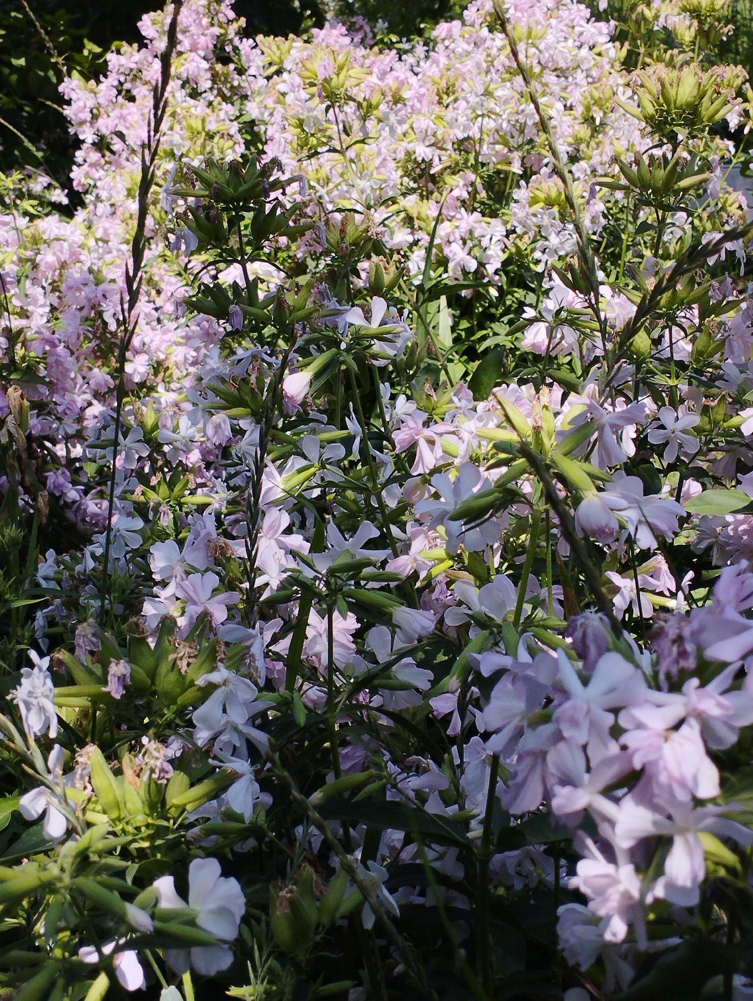 The image shows a dense cluster of pink and white flowers with green foliage. The flowers appear delicate with multiple petals. Some seed pods or developing fruits are visible among the flowers. The overall scene is naturalistic, likely a garden or a wild patch of vegetation, bathed in sunlight. There is no indication of the city of Temirtau, Kazakhstan, or any people in the image.