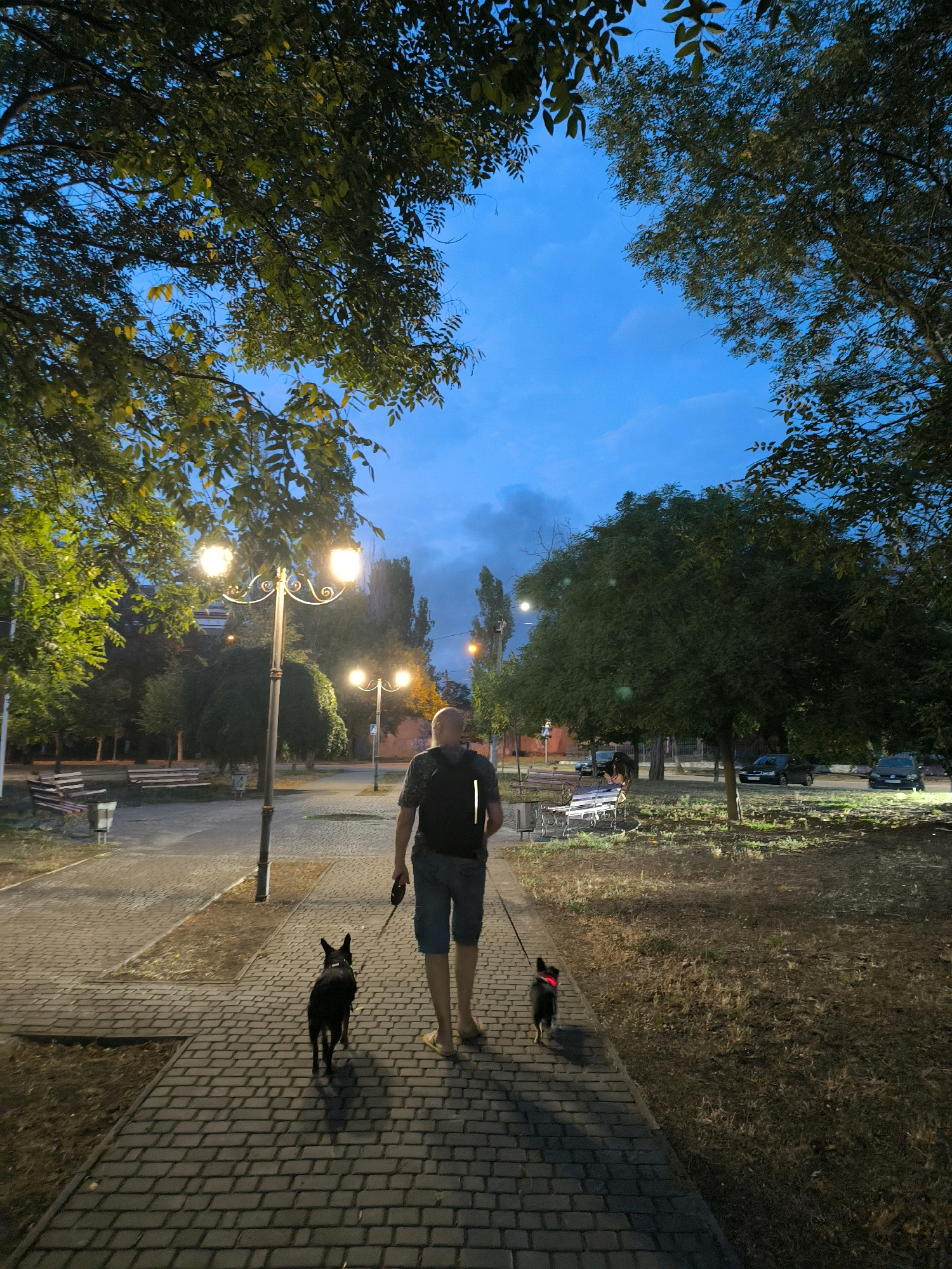 A person walks two dogs along a paved path in a city park at dusk. The person, seen from behind, wears a dark backpack and blue shorts. A larger black dog walks ahead on a leash, followed by a smaller black and tan dog. Streetlights illuminate the path and surrounding greenery. Trees line the park, and benches are visible in the background. Cars are parked on a street beyond the park. The sky is a deep blue, indicating twilight. This scene is located in Mykolaiv, Ukraine.