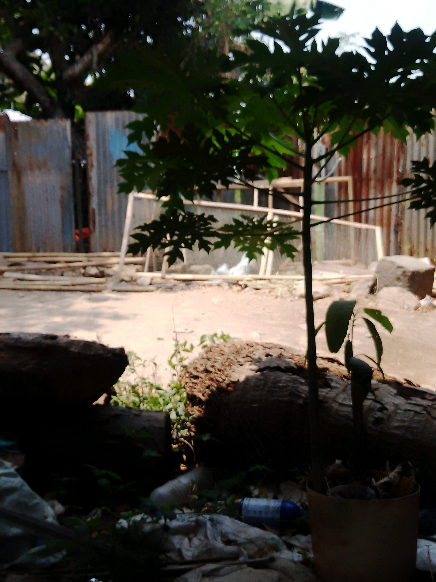 The image captures an outdoor scene in Rembun, Indonesia, focusing on a small, leafy plant in the foreground. The plant is situated in a light brown cylindrical pot, with its slender stem and dark green leaves prominently displayed. To the left of the plant, a large, dark, rough-textured log lies horizontally. Behind the log, there is an area with scattered debris and foliage, including a white plastic bottle with a blue cap and other unidentifiable plastic items.
The background reveals a rustic setting with corrugated metal walls, suggesting a utilitarian or semi-constructed area. A fence-like structure made of wooden poles and wire mesh is visible, with what appears to be white material or fabric behind it. Further in the background, more corrugated metal structures and a stack of wooden planks add to the impression of a developing or working area. The ground is dusty or sandy, with patches of shadow cast by the surrounding elements. The overall lighting suggests a bright day, possibly morning or afternoon, with dappled sunlight filtering through the plant's leaves. There are no people clearly visible in the frame.