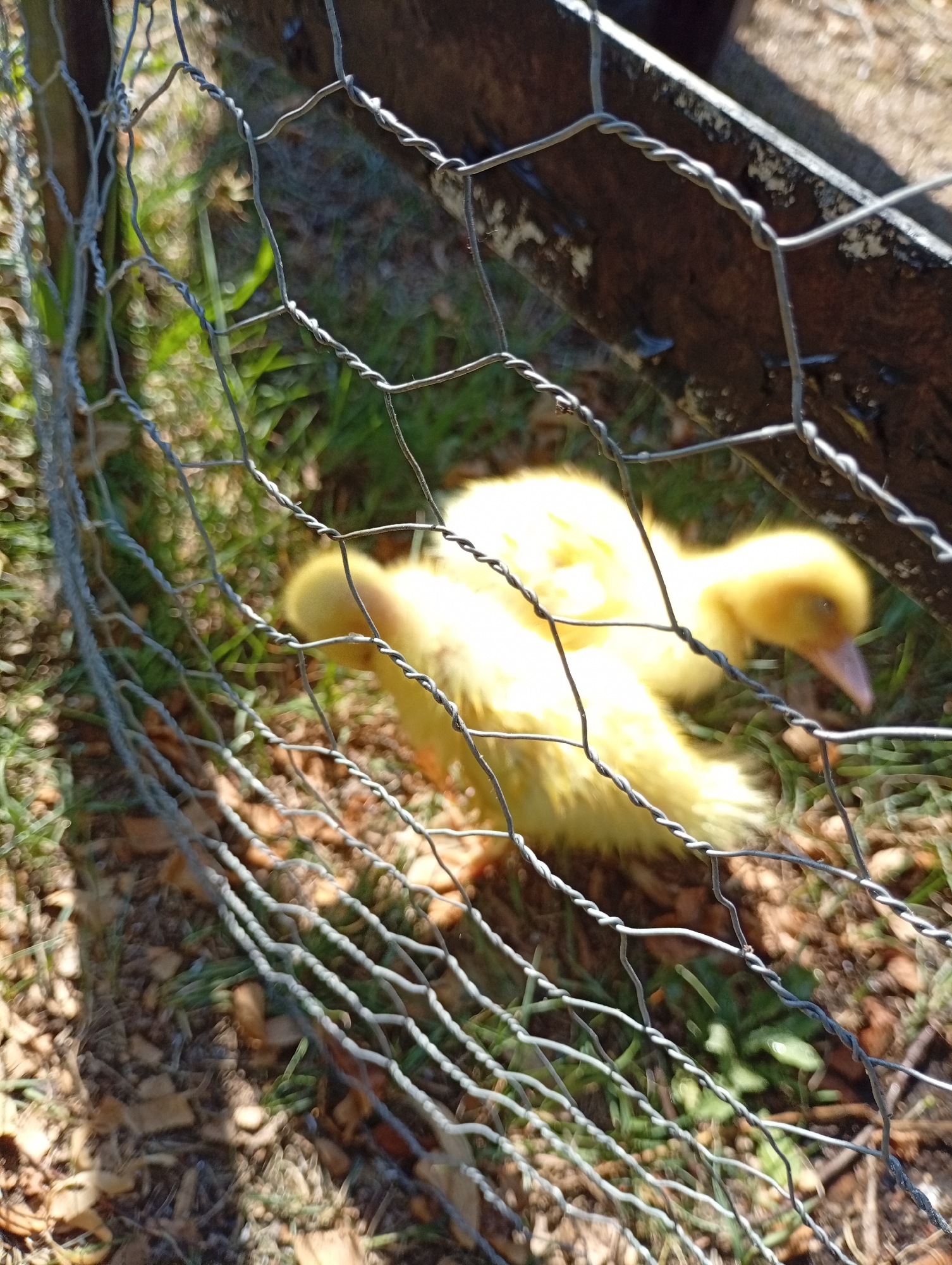 Two yellow ducklings are on the ground behind a wire fence. The ground is covered in grass and fallen leaves. The fence is made of interwoven wire. In the background, there is a wooden structure. The scene appears to be in an outdoor area, possibly a yard or enclosure, in Holm, Germany.