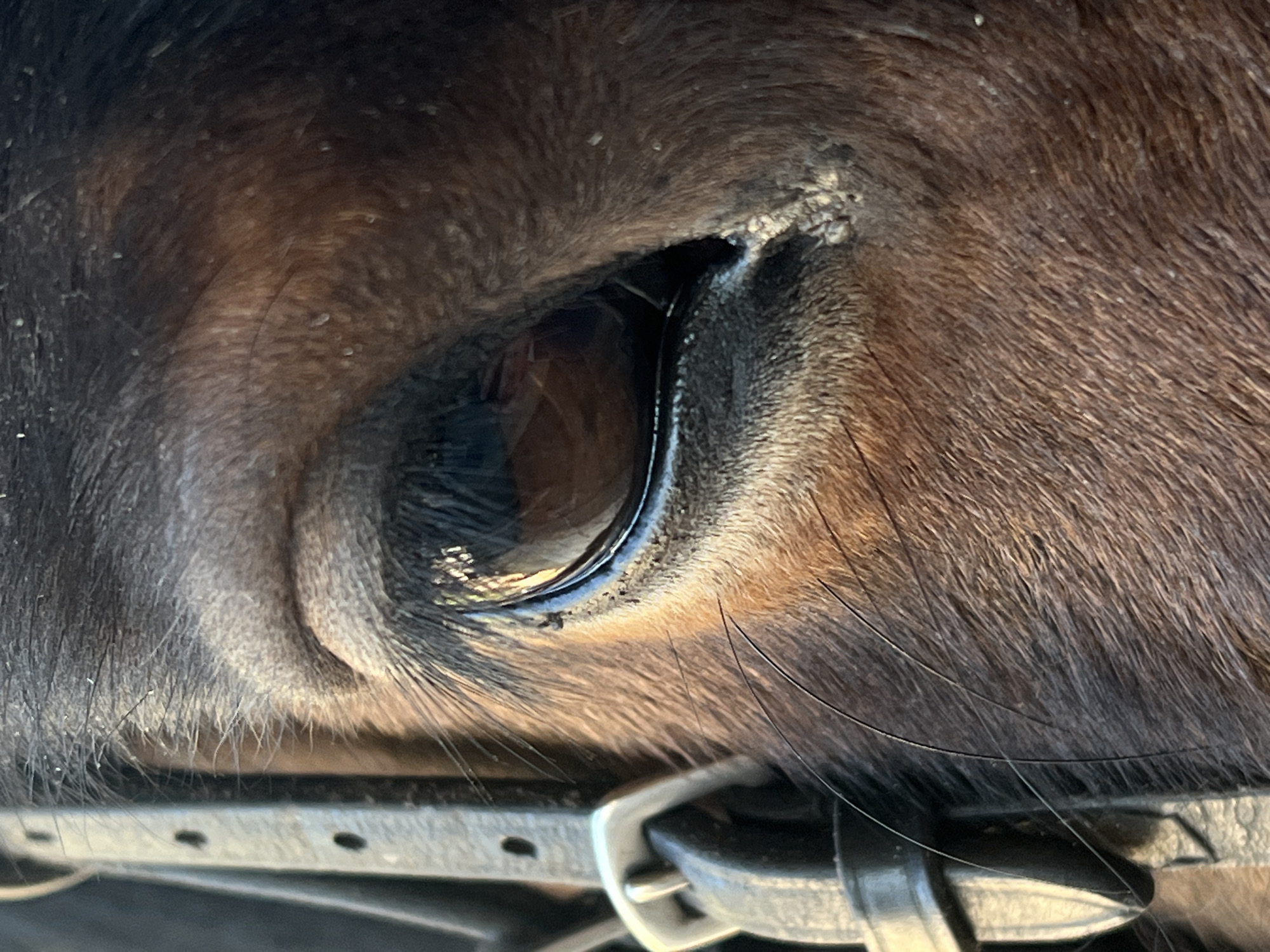 Close-up image of a horse's eye, with part of its bridle visible. The horse is dark brown, and the eye is brown with a black pupil. The surrounding area shows fur and some skin texture. The bridle is made of leather and metal. There is no indication of the location being in Chaikovsky, Russia, in the provided image. No people are visible.