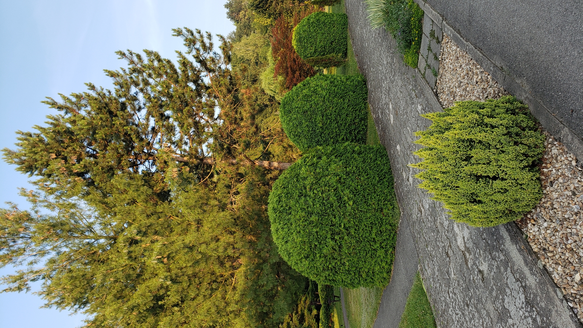 The image depicts a neatly manicured park or garden area. In the foreground, a small, bushy evergreen plant with a yellowish-green hue is set against a bed of pebbles. Adjacent to this is a paved pathway constructed from gray, interlocking stones. Following the path, several large, round, dark green evergreen shrubs are symmetrically placed. Behind these shrubs, taller pine trees with dense foliage and visible pinecones dominate the background. The scene is bathed in the warm light of what appears to be late afternoon or early morning, casting soft shadows and highlighting the textures of the plants and paving. The sky above is a clear, pale blue. The overall impression is one of a tranquil and well-maintained outdoor space. Given the absence of specific landmarks, identifying the precise location within Prešov, Slovakia, from this image alone is not possible.