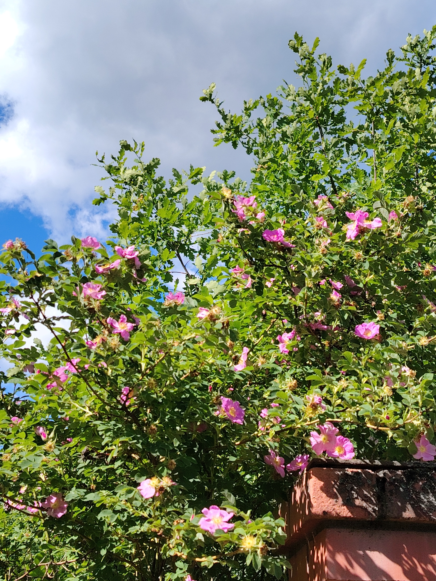 The image shows a close-up view of a flowering bush with pink blossoms and green leaves, situated next to a weathered red brick wall. In the background, a partly cloudy blue sky is visible, with glimpses of larger green leaves, possibly from an oak tree. The scene appears to be outdoors, likely in a garden or natural setting in the village of Krivets, Russia, given the context of the location. There are no people or animals visible in the image. The lighting suggests a sunny day.