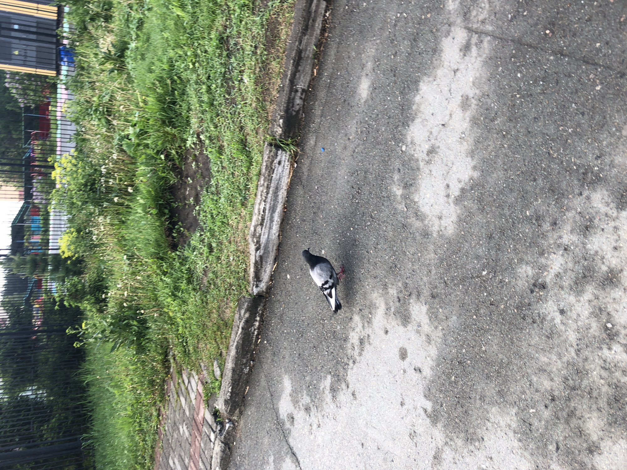The image shows a pigeon standing on a wet asphalt surface in an urban environment. To the left of the bird is a curb with green grass and vegetation. In the background, there's a dark metal fence with glimpses of colorful structures beyond it. The location appears to be a street or walkway near a park or recreational area.