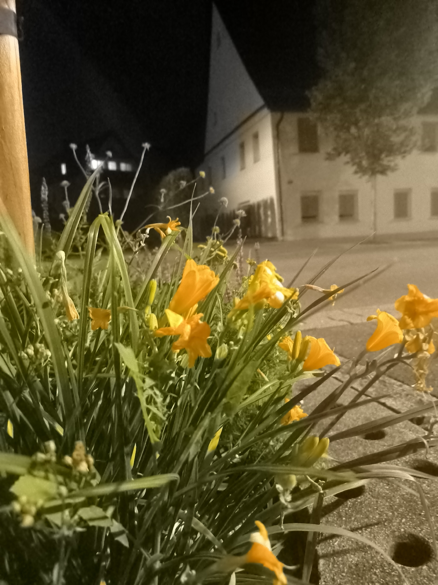 The image shows a close-up of orange and yellow lilies growing in a garden bed alongside a sidewalk. The lilies are in various stages of bloom, with some fully open and others still in bud. The leaves of the lilies are long and green, and they are interspersed with blades of grass. In the background, there is a building with a dark roof and several windows. The building appears to be old, with a traditional architectural style. The sky is dark, suggesting that the photo was taken at night or during twilight. The overall mood of the image is serene and tranquil, with the vibrant colors of the flowers contrasting with the dark background.