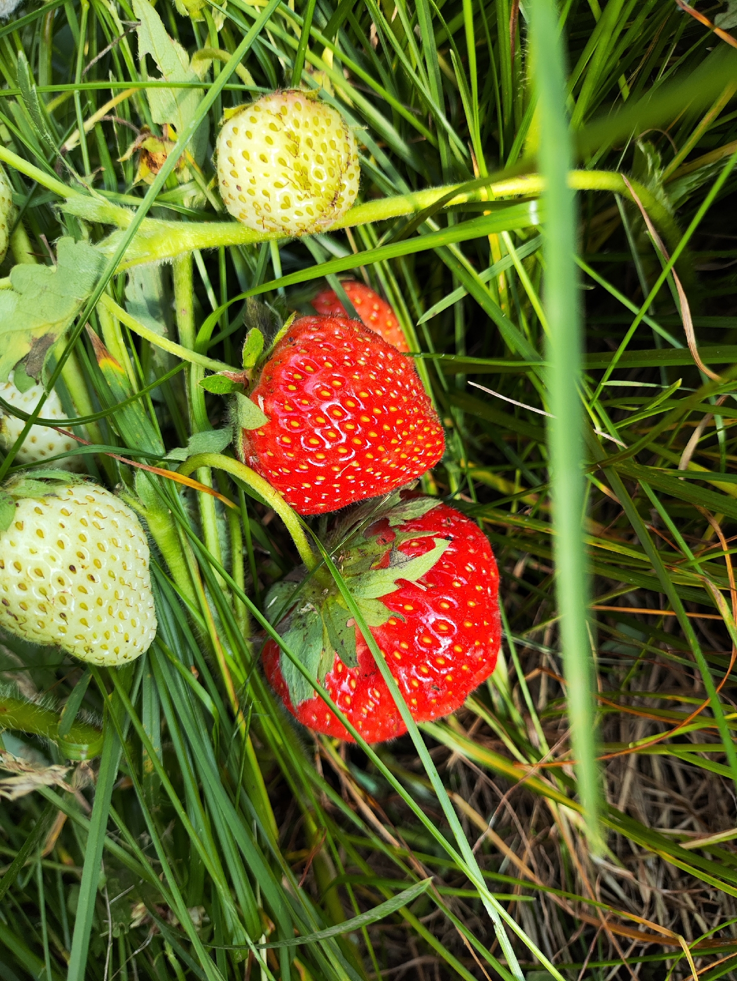 A close-up shot captures a strawberry plant growing in tall green grass. The scene appears to be outdoors, likely in a garden or field. Several strawberries are visible on the plant, with some still green and unripe, while others are a vibrant red and appear ripe. The red strawberries are plump and covered in tiny yellow seeds, indicating their readiness to be eaten. Green leaves and stems of the plant are also prominent, interspersed with the grass. The lighting suggests it could be daytime, perhaps a sunny day, given the brightness of the red strawberries. The overall impression is one of natural growth and the bounty of a garden. There is no visible text in the image.
