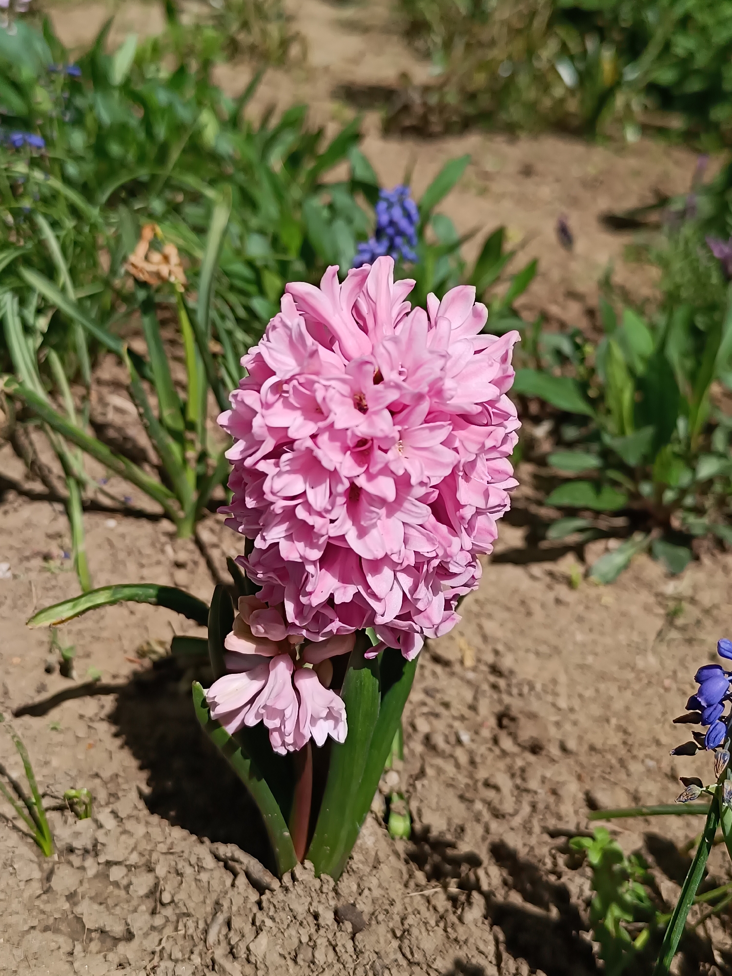 A vibrant pink hyacinth in full bloom stands as the central focus of this close-up outdoor shot, captured in a garden bed. The flower is densely packed with numerous small, star-shaped florets, displaying a consistent pale pink hue that brightens under the direct sunlight. Its sturdy green stem emerges from the earth, surrounded by several broad, glossy green leaves that provide a striking contrast to the flower's delicate petals. A few smaller, less open florets are visible towards the base of the main bloom.
The ground around the hyacinth is composed of dry, brown soil, appearing somewhat clumpy and possibly recently tilled. Distinct shadows cast by the flower and surrounding plants indicate a clear, sunny day, likely during the morning or early afternoon.
In the blurred background and foreground, various green plants and foliage are discernible, some resembling grass-like blades. Hints of smaller blue or purple flowers, possibly grape hyacinths, are scattered throughout, particularly in the upper background and lower right foreground, adding subtle splashes of cool color that complement the dominant pink. The overall scene evokes the freshness and beauty of early spring in a garden setting. The provided location context is Pleven, Bulgaria. There is no visible text in the image.