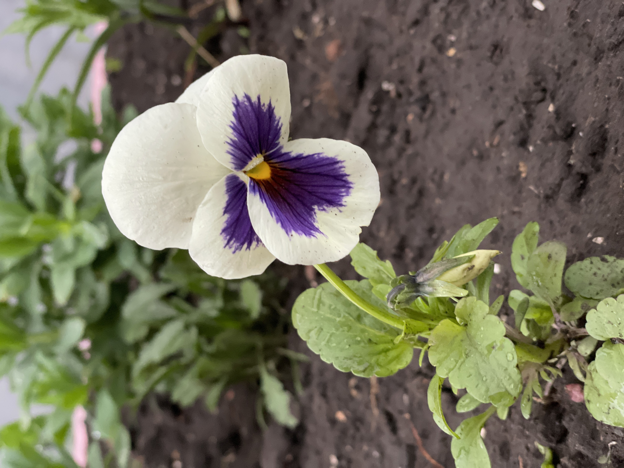 A close-up shot depicts a single pansy flower in bloom. The flower has predominantly white petals with violet markings at the center. The center also has a yellow hue. The flower is surrounded by green leaves, some of which have water droplets on them. Dark soil can be seen in the background. It is not possible to determine the specific location in Zheleznogorsk, Russia from this image. There are no people or actions visible.