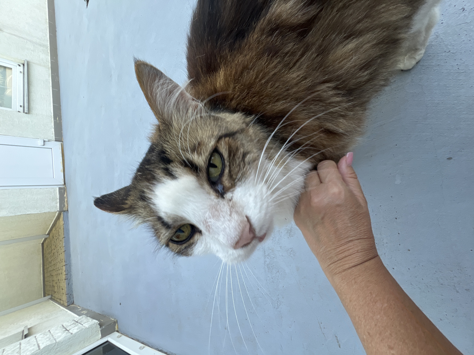 A long-haired tabby cat with white markings is being petted under the chin by a person's hand. The cat has green eyes and prominent white whiskers. The scene appears to be outdoors on a grey, textured surface, possibly a patio or balcony. In the background, a building with white siding, a door, and a window can be seen. The location is identified as Fontanka, Ukraine.