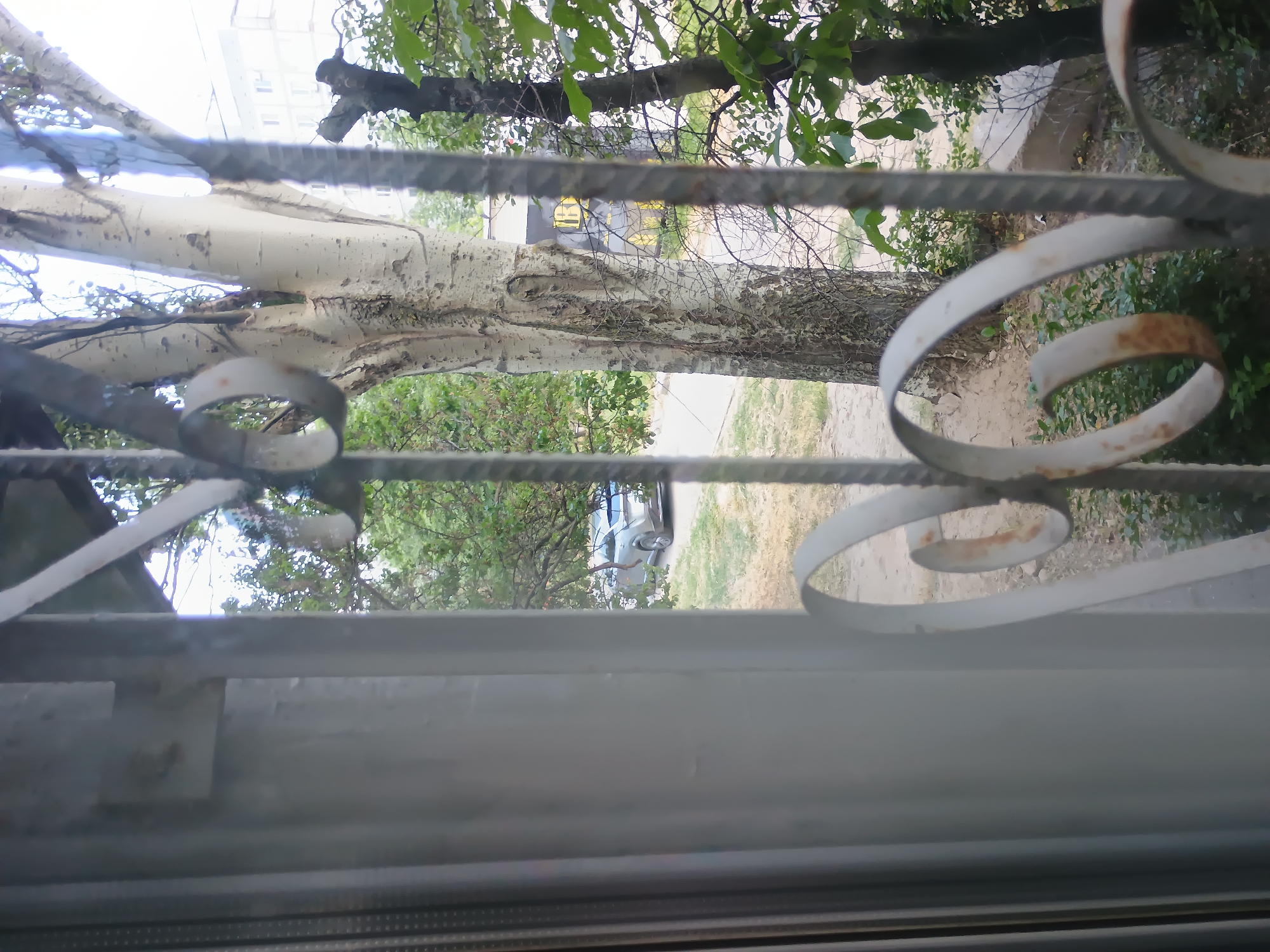 The image is taken from a window with white vertical blinds on the left, looking out through a wrought iron fence. In the middle ground, a light-colored, modern sedan is parked on a dirt and gravel area, partially obscured by trees. A large, white-barked tree with a textured trunk dominates the right side of the frame, with other trees and green foliage visible throughout the scene. In the background, a multi-story building with white walls and rows of windows can be seen. The sky is overcast. The scene appears to be a residential or semi-public outdoor area.