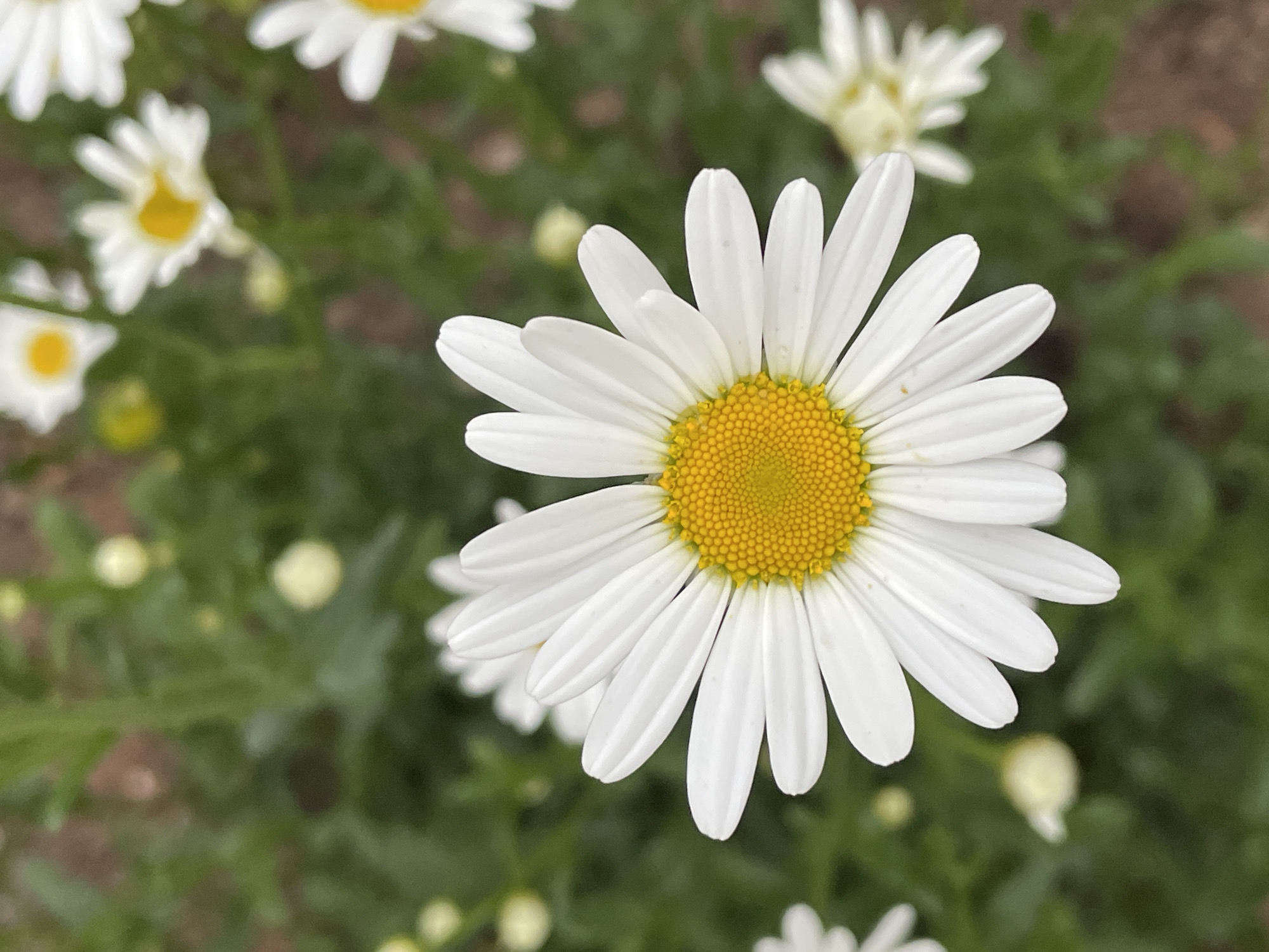 The image depicts a close-up view of a daisy with white petals and a yellow center. The daisy is in focus, while other daisies and green foliage are blurred in the background. The scene suggests a field or garden setting. There is no discernible information in the image that connects it to the city of Izhevsk, Russia. There are no people, objects, actions or interactions to describe, other than the presence of the daisy in its natural environment.