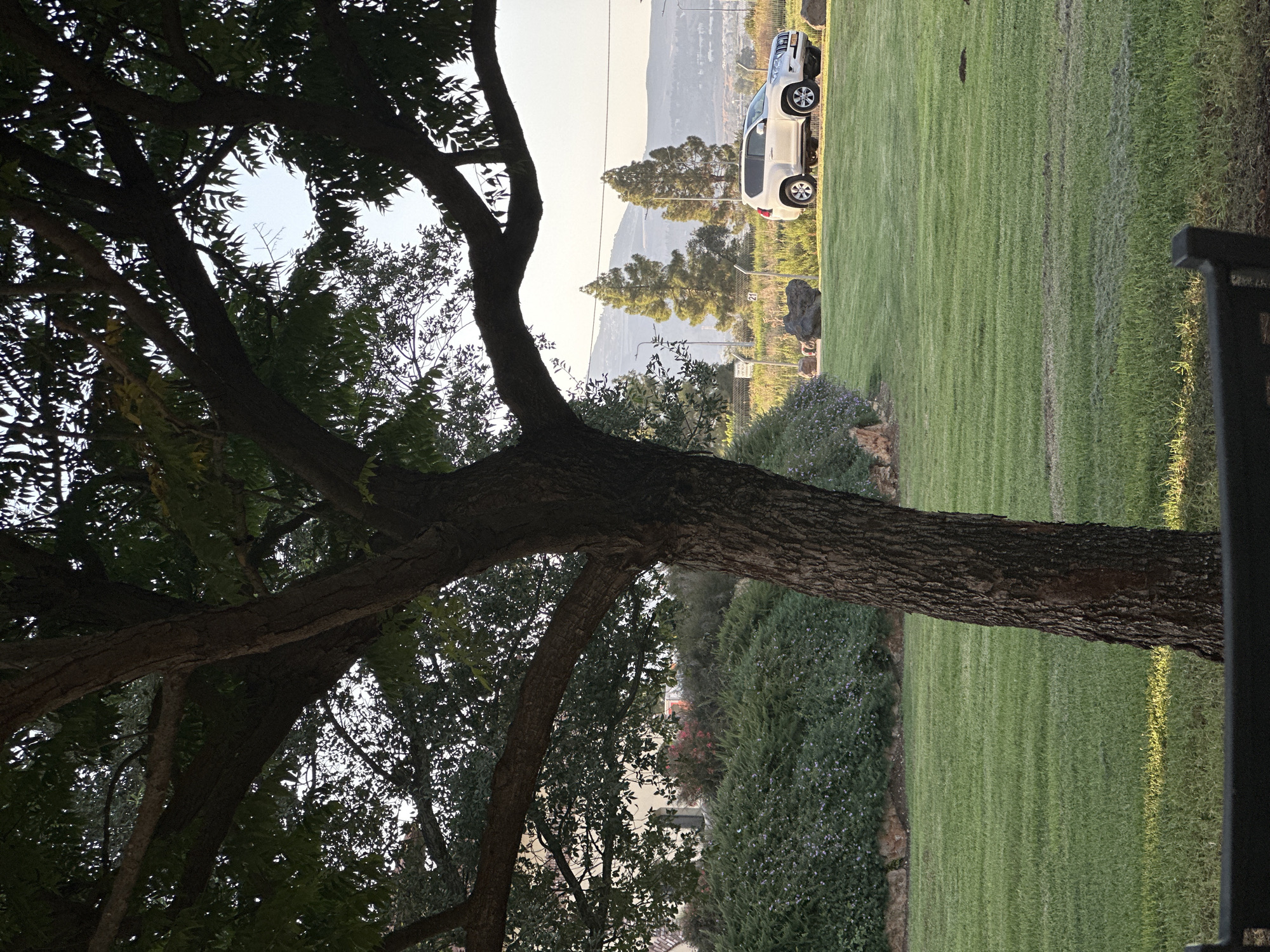 The image captures a serene park setting in the Galil Elyon Regional Council, Israel, bathed in the warm, low light of late afternoon. A prominent, mature tree with a thick, textured trunk dominates the foreground, its branches reaching out to frame the scene. Its leaves are lush and green, partially obscuring the sky and a building in the middle ground, which appears to be a light-colored structure with arched windows and doorways, suggesting a residential or communal building.
Beyond the tree and building, a gently sloping, impeccably manicured lawn stretches into the distance. The grass is a vibrant green, showing subtle parallel lines from recent mowing. A line of dense, dark green bushes with scattered small purple flowers runs along the base of a gentle incline. Further back, a white SUV is parked on a paved area, suggesting a public access point or parking lot. In the background, several tall, slender evergreen trees stand silhouetted against a hazy, mountainous landscape under a pale sky. The overall impression is one of peacefulness and natural beauty, characteristic of a well-maintained public space in this region. There are no people visible in the frame.
