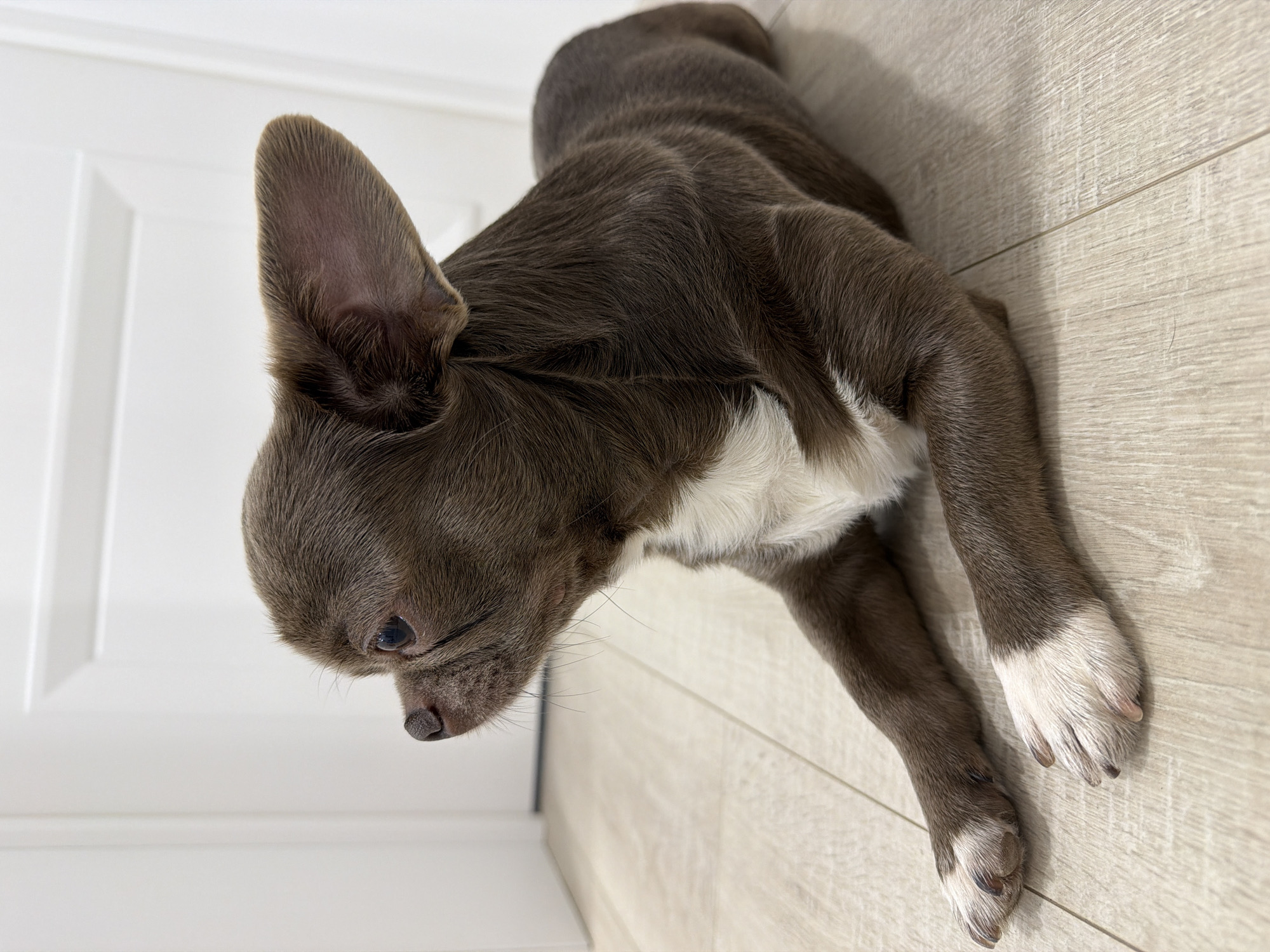 A brown and white chihuahua puppy is lying on a light wood-look floor. The puppy is positioned diagonally in the frame, with its head and left ear near a white paneled wall. The puppy has white markings on its chest and white paws. The location is indeterminate; the city of Votkinsk, Russia cannot be confirmed based on the image alone.