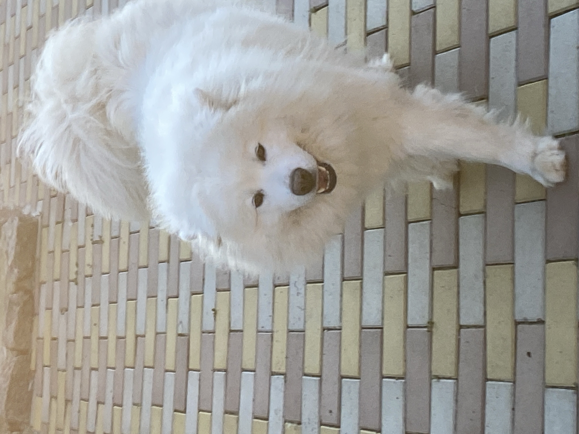An adult Samoyed dog walks on a brick-paved pathway under natural lighting. The dog, which is predominantly white, is positioned in the center of the frame, facing towards the viewer with its mouth open in a smile. The pathway is constructed with rectangular bricks in varying shades of yellow, pink, and off-white, arranged in a staggered pattern. A portion of a stone-like structure is visible at the top of the image, behind the dog. The environment appears to be outdoors.
