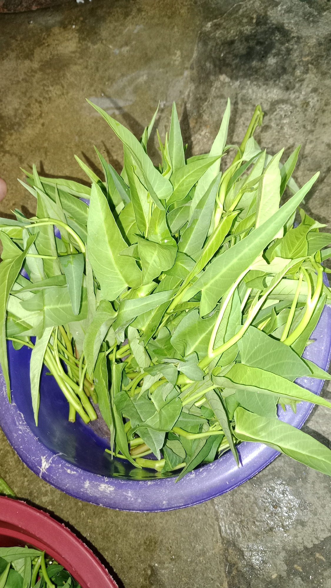 In Wono Sari, Indonesia, a close-up, overhead shot captures a bounty of freshly harvested water spinach, or kangkung, overflowing from a vibrant purple plastic basin. The water spinach, with its bright green, arrow-shaped leaves and slender, hollow stems, is piled high, suggesting a generous harvest. The textured, mottled gray concrete floor beneath the basin shows signs of dampness, hinting at the recent washing of the produce. A sliver of a red plastic basin is visible in the lower left corner, suggesting other produce or containers are nearby, though they are largely out of frame. The lighting is natural, casting subtle shadows and highlighting the fresh, dewy appearance of the vegetables. The scene is devoid of human presence, focusing solely on the raw, natural beauty of the agricultural offering.
