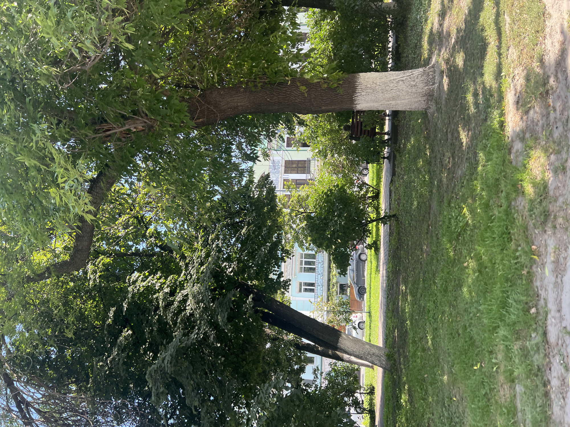 The image captures a daytime scene on a street in Ulyanovsk, Russia, with a focus on a park-like area adjacent to a residential building. Lush green trees with dense foliage dominate the foreground and midground, casting dappled shadows on the grassy ground. Several trees are prominent, with one large tree on the right side featuring a white-painted base, a common practice for urban trees in Russia. Beyond the trees, a light blue apartment building with white trim and balconies is visible, suggesting a residential area. Cars are parked along the street in front of the building. A wooden bench is partially visible under the trees on the right, with a person seated on it, indicating a public space for relaxation. The overall impression is one of a tranquil urban environment, likely a courtyard or a small park within a city.