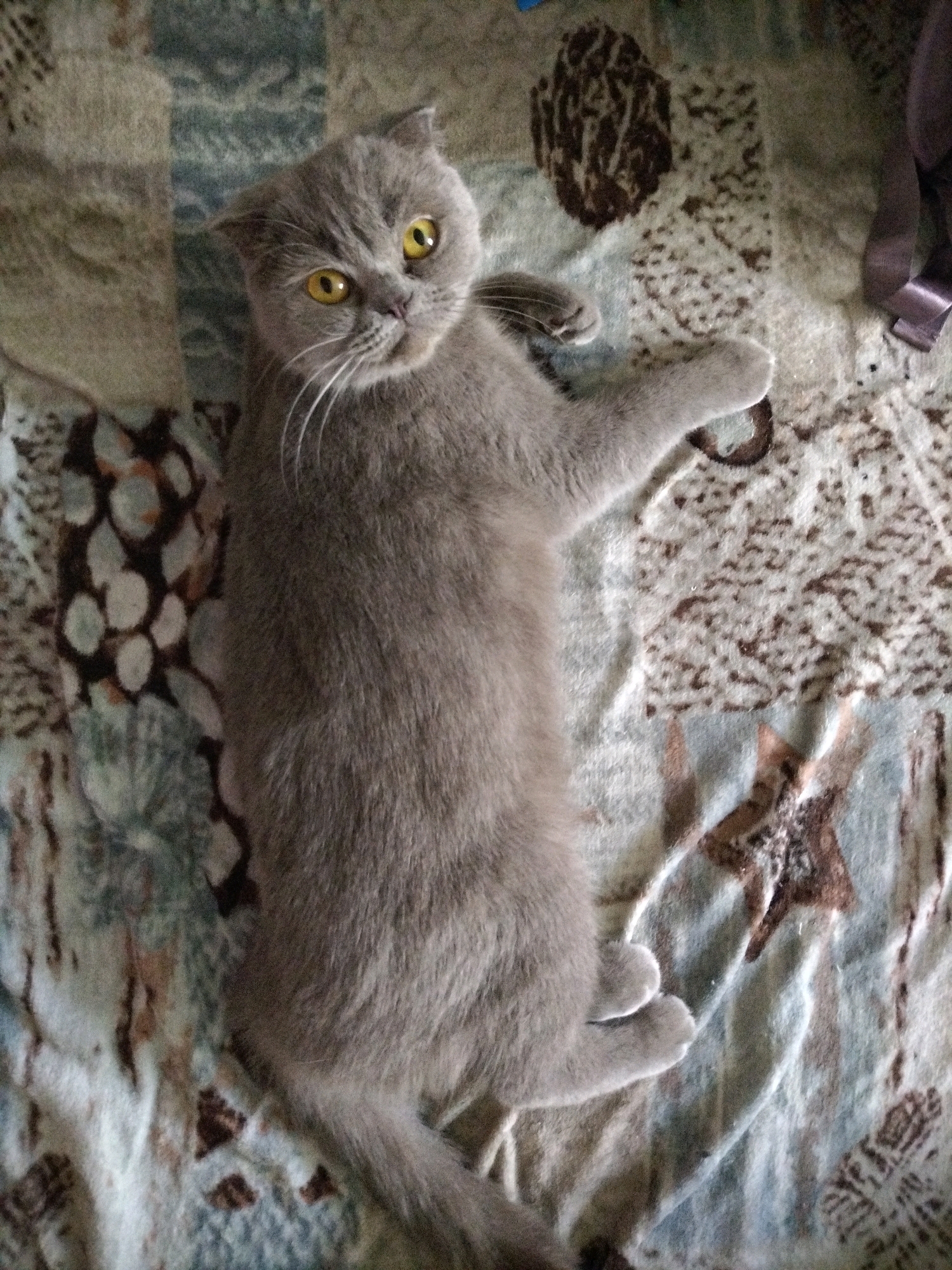 A gray cat lies on its back on a patterned blanket. The cat has large yellow eyes and white whiskers. Its paws are visible, and one paw is resting on its chest. The blanket has a textured pattern of various shapes and colors, including brown and blue. The image appears to be taken indoors, possibly in a home in the city of Hrodna, Belarus.