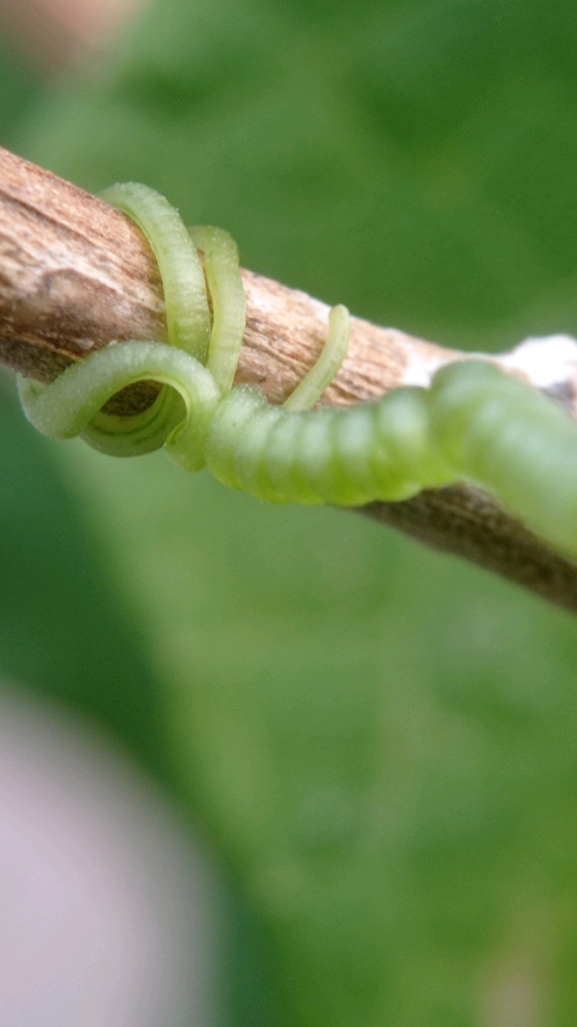 A close-up shot captures a green tendril curling around a dry, light brown twig. The tendril exhibits a segmented texture, with distinct rings or bands running its length. It wraps around the twig in a spiral pattern, showcasing its flexibility and grip. The background is a soft, out-of-focus blur of green, suggesting lush foliage. The lighting is diffused, highlighting the delicate details of the tendril and twig. There is no indication of a specific location within Mulyoagung, Indonesia.