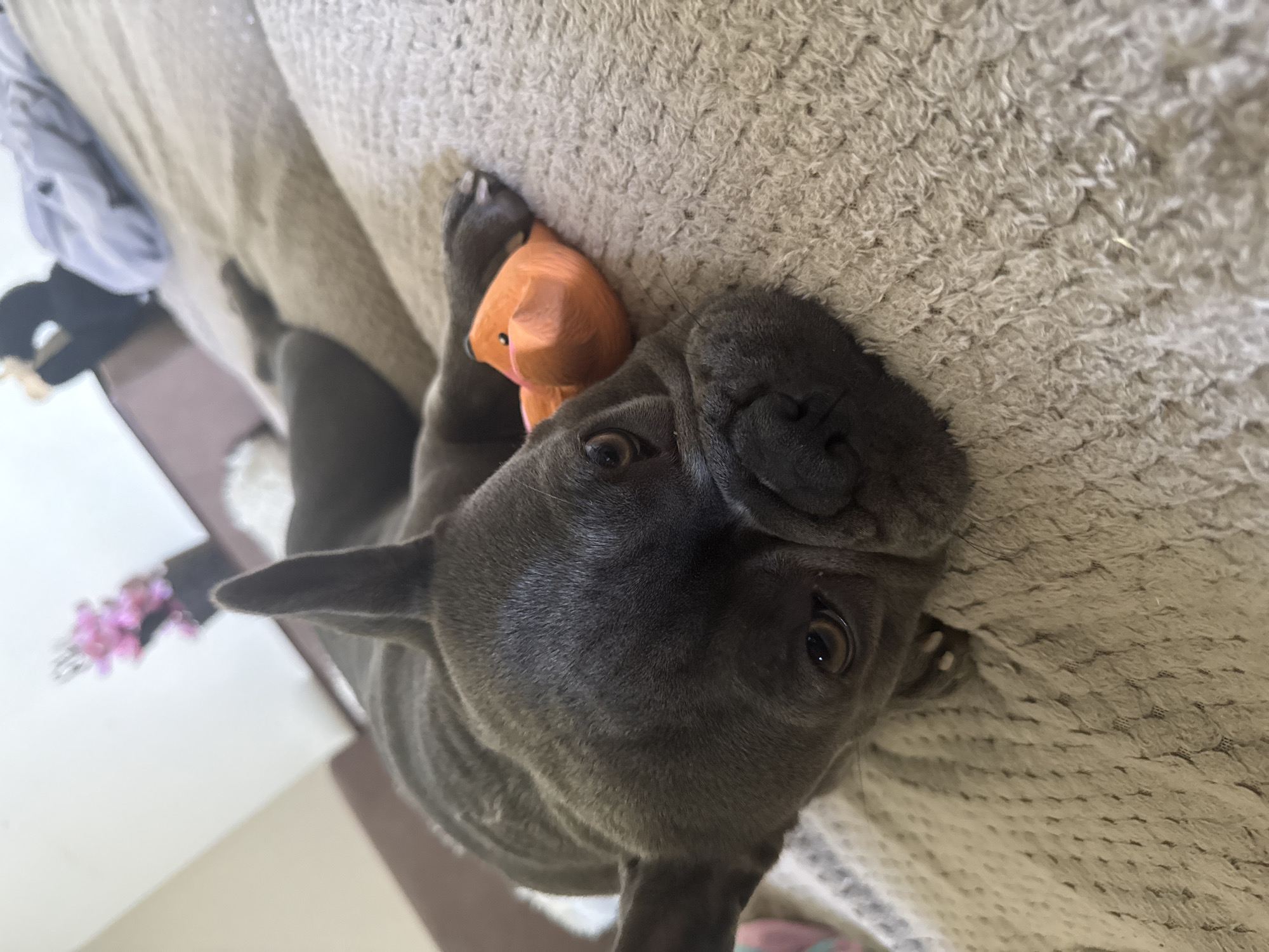 A close-up, eye-level shot captures a grey French bulldog lying on a beige, textured blanket. The dog is facing the camera, with its head angled slightly to the left. It has large, pointed ears and a dark muzzle. One brown eye is visible. An orange dog toy is positioned under the dog's head and paw. In the background, out of focus, are hints of a person in dark clothing sitting on a bed, a white wall with a vase of pink flowers, and a grey comforter. The scene appears to be indoors, likely in a residential setting.