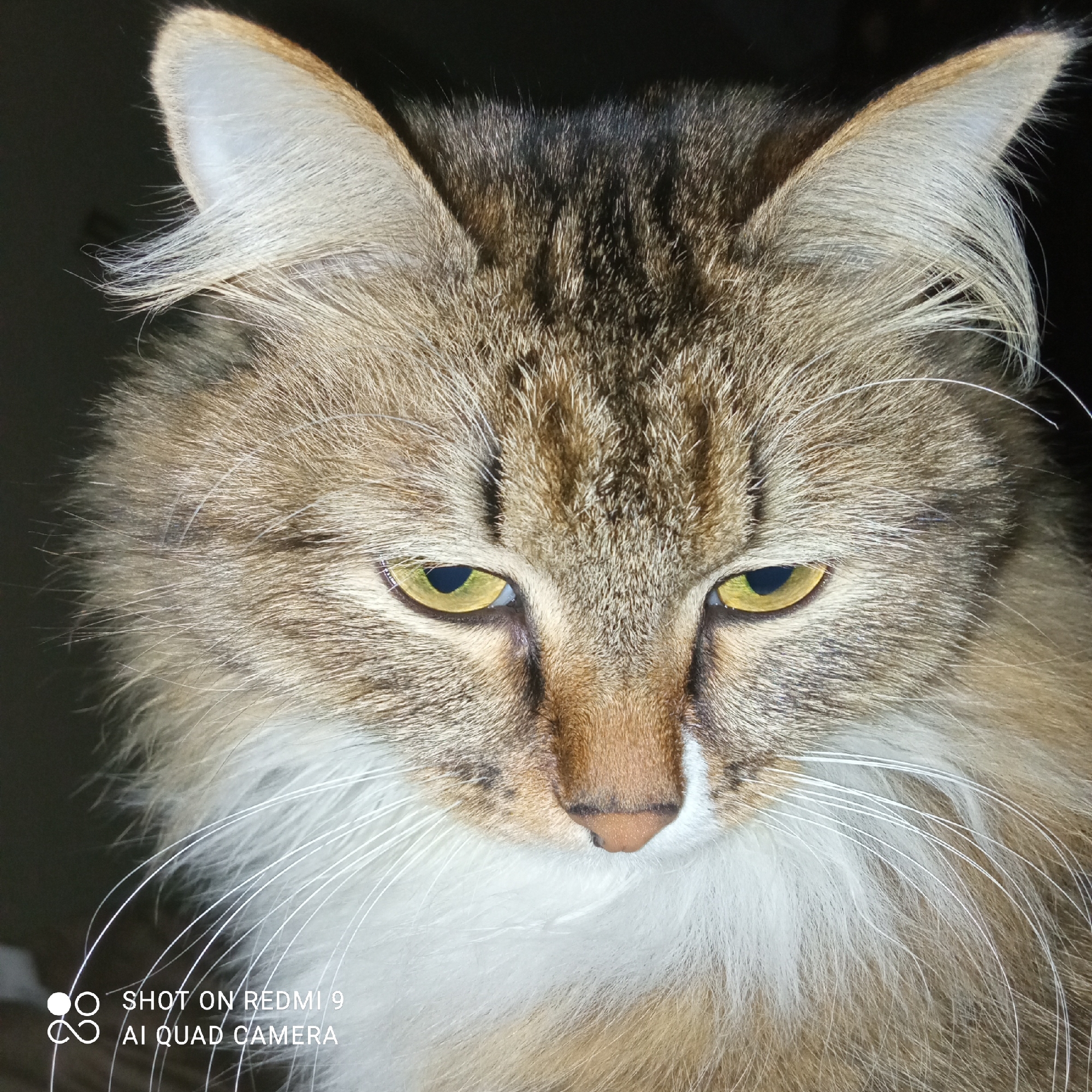 A close-up portrait of a brown tabby cat with striking yellow-green eyes dominates the image. The cat has a long, fluffy coat with white fur around its chest and muzzle, contrasting with the brown and tan fur on its head and back. The cat's ears are tall and pointed with white fur on the inside. The lighting is somewhat dark, casting shadows on the cat's face and creating a dramatic effect.
The bottom left corner of the image has the text "SHOT ON REDMI 9 AI QUAD CAMERA," indicating the photograph was taken using a Redmi 9 smartphone. There is no other information in the image to indicate the location is Chaikovsky, Russia.