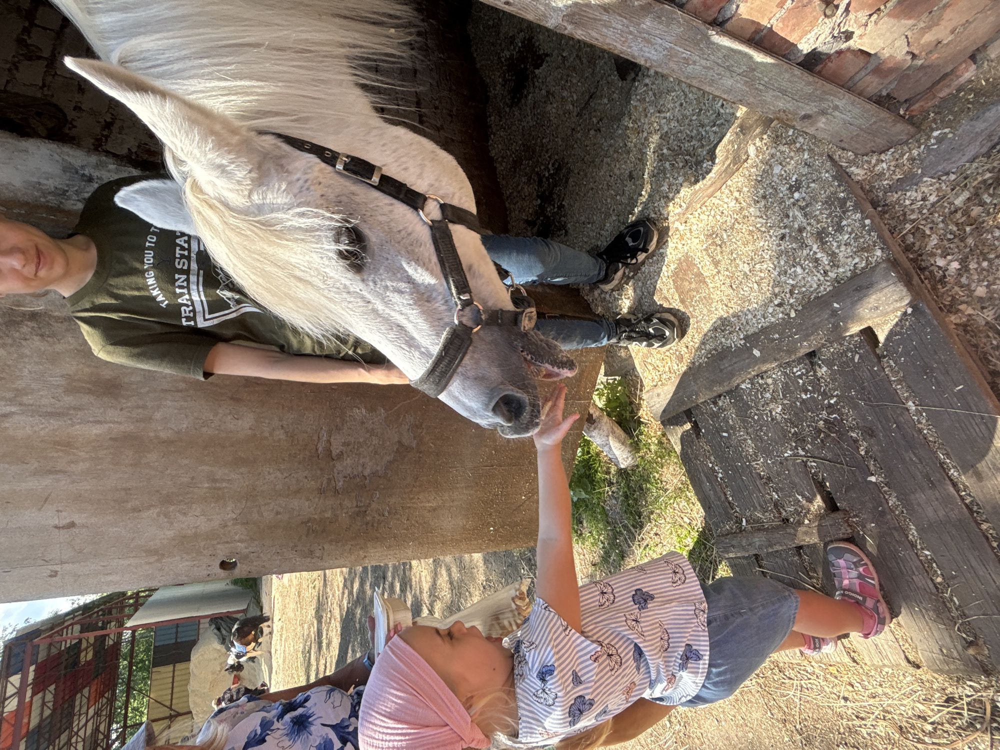 In Pavlovsk, Russia, a young girl with blonde hair, wearing a pink headscarf, a striped t-shirt with butterfly prints, and a denim skirt, extends her right hand to a white horse. The horse, with a black halter, is leaning down to interact with the child. Behind the horse, a person wearing a green t-shirt and blue jeans stands. To the left, another person wearing a floral-patterned top is partially visible. The environment appears to be an outdoor animal enclosure, possibly a stable or farm, with wooden structures and a ground covered in sawdust and hay. The background shows a rustic building with a red brick wall and a covered structure with a red roof. The lighting suggests it is a sunny day.